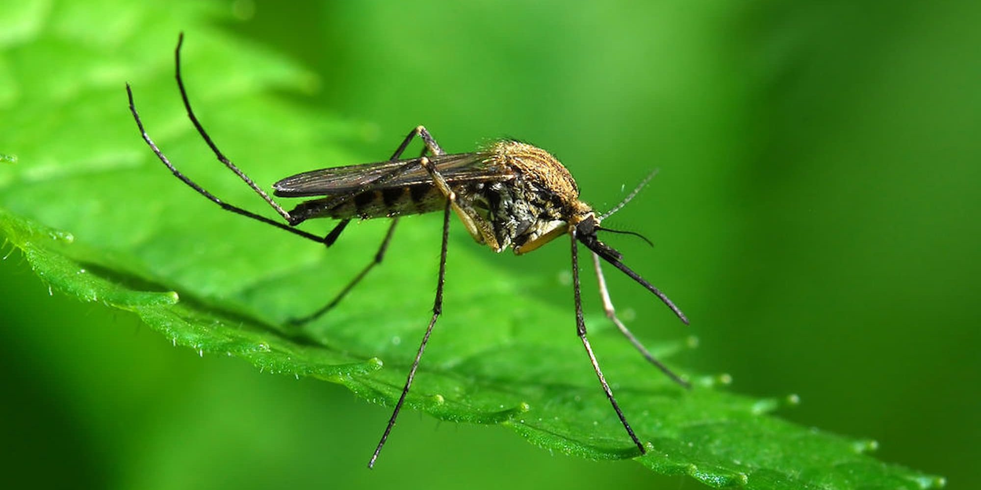 Επιστρατεύουν drones για την καταπολέμηση των κουνουπιών