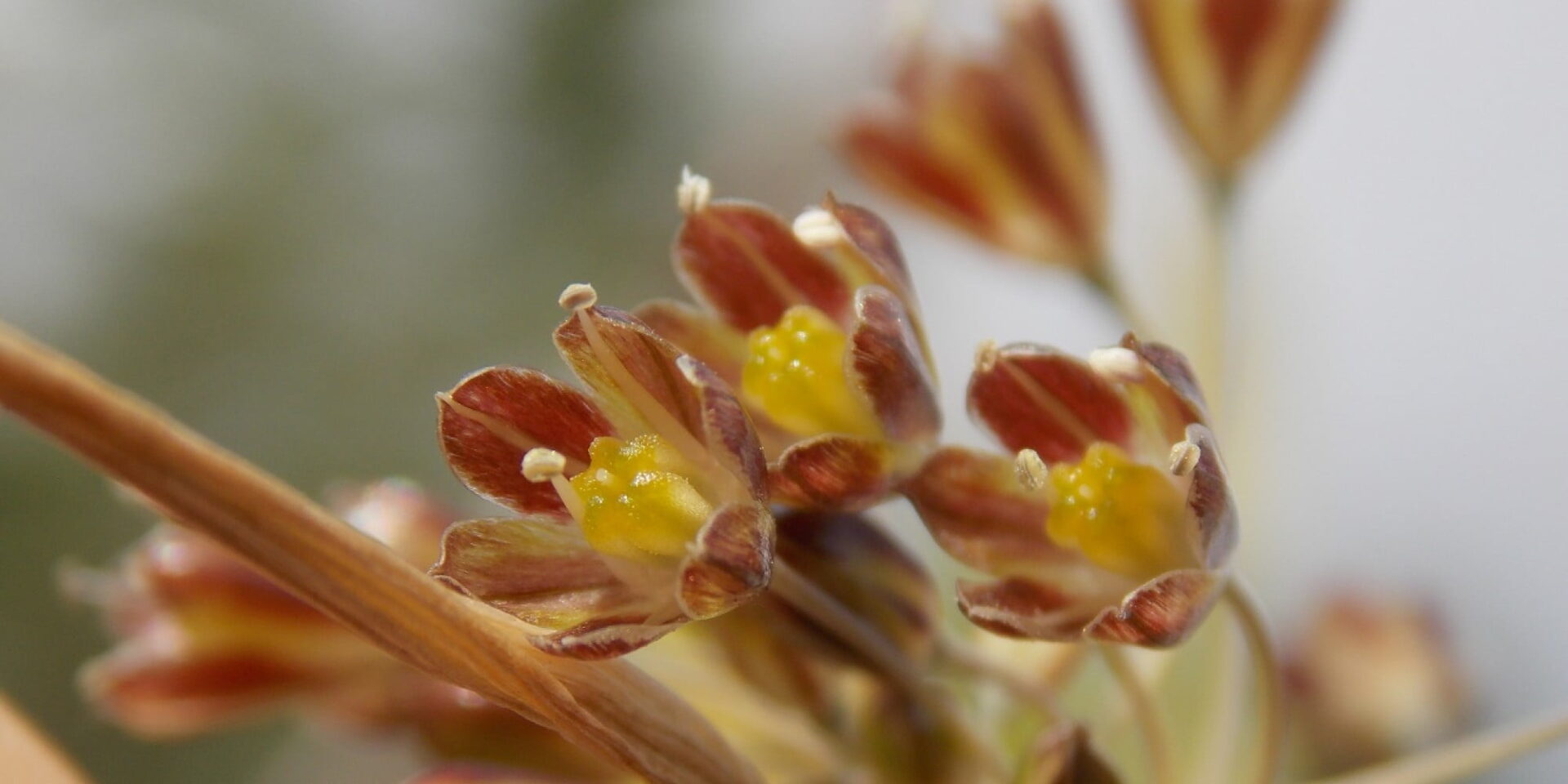 Allium Goumenissanum: Το φυτό που καταγράφηκε για πρώτη φορά παγκοσμίως στο Κιλκίς