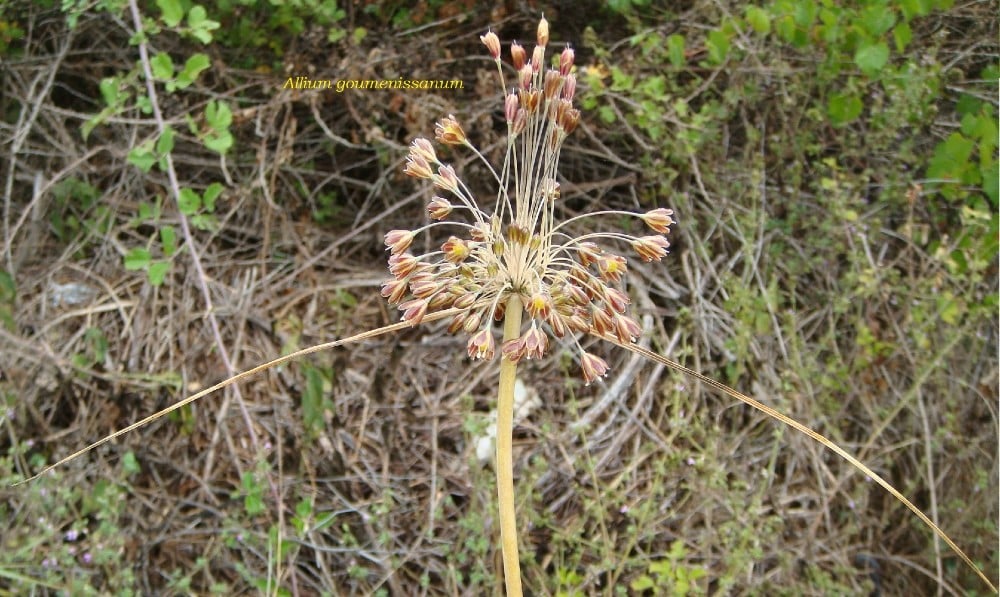 Allium Goumenissanum: Το φυτό που καταγράφηκε για πρώτη φορά παγκοσμίως στο Κιλκίς