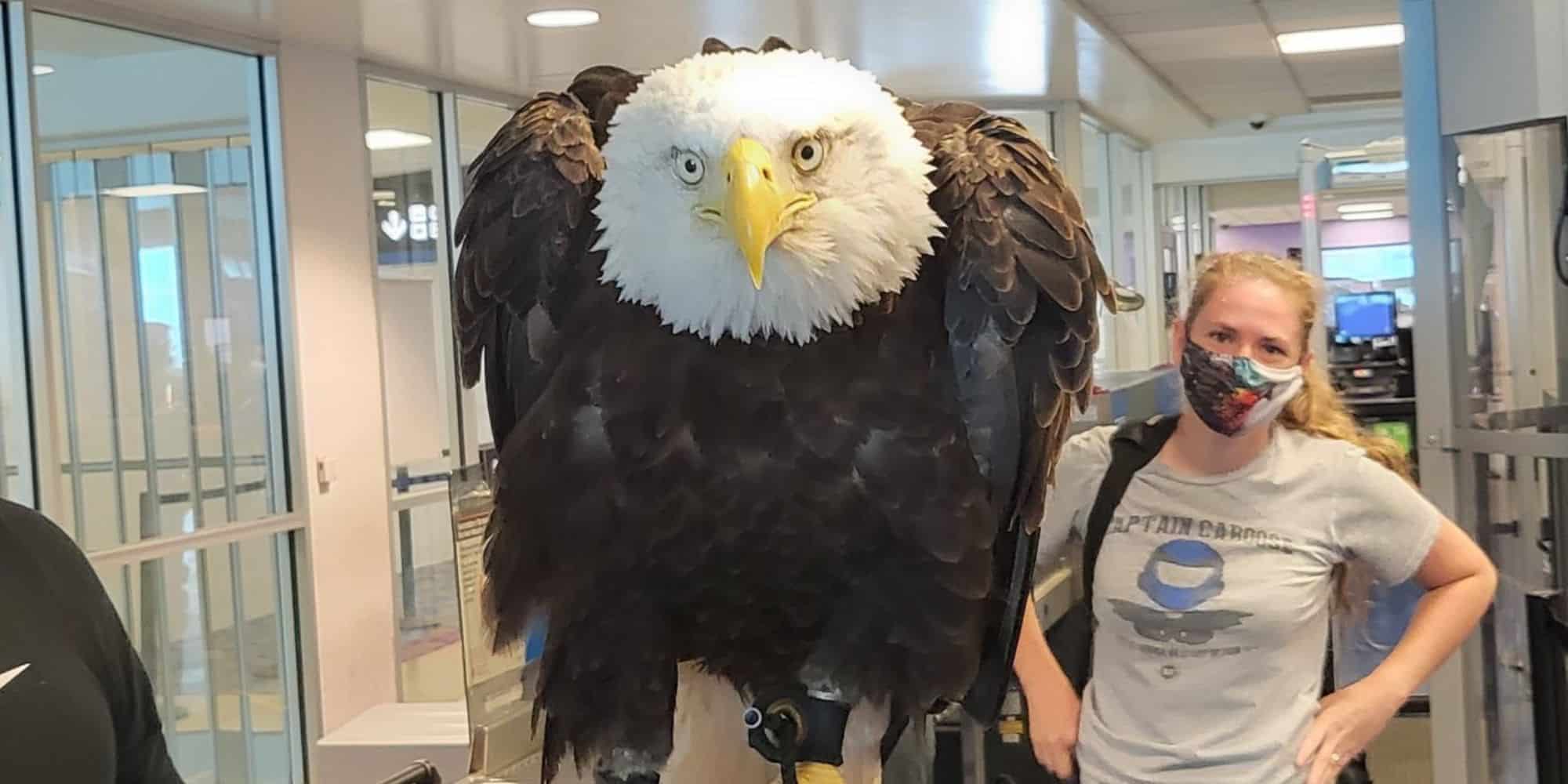 Ο αετός στο αεροδρόμιο