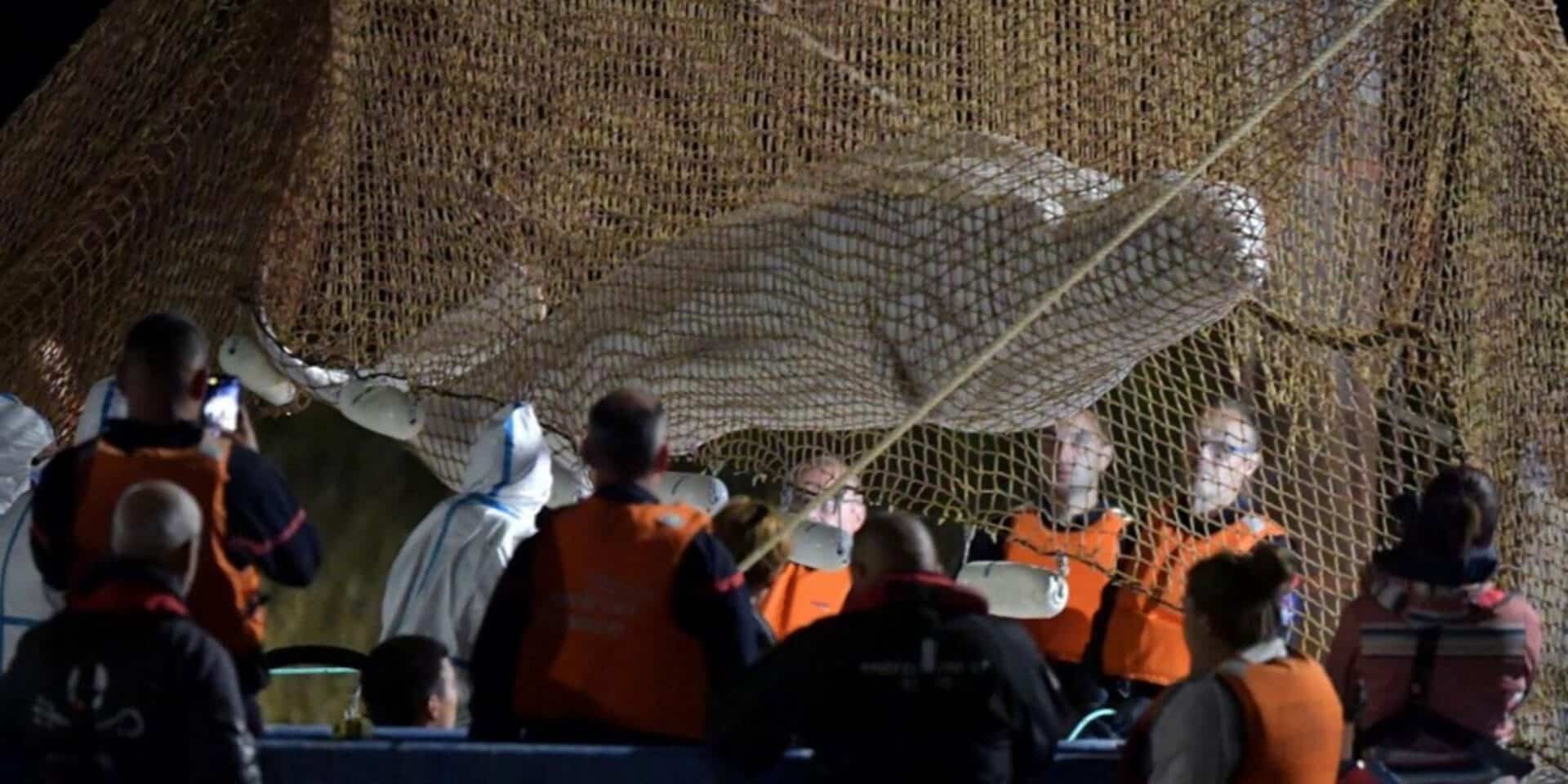 Η φάλαινα που έβγαλαν από τον Σηκουάνα