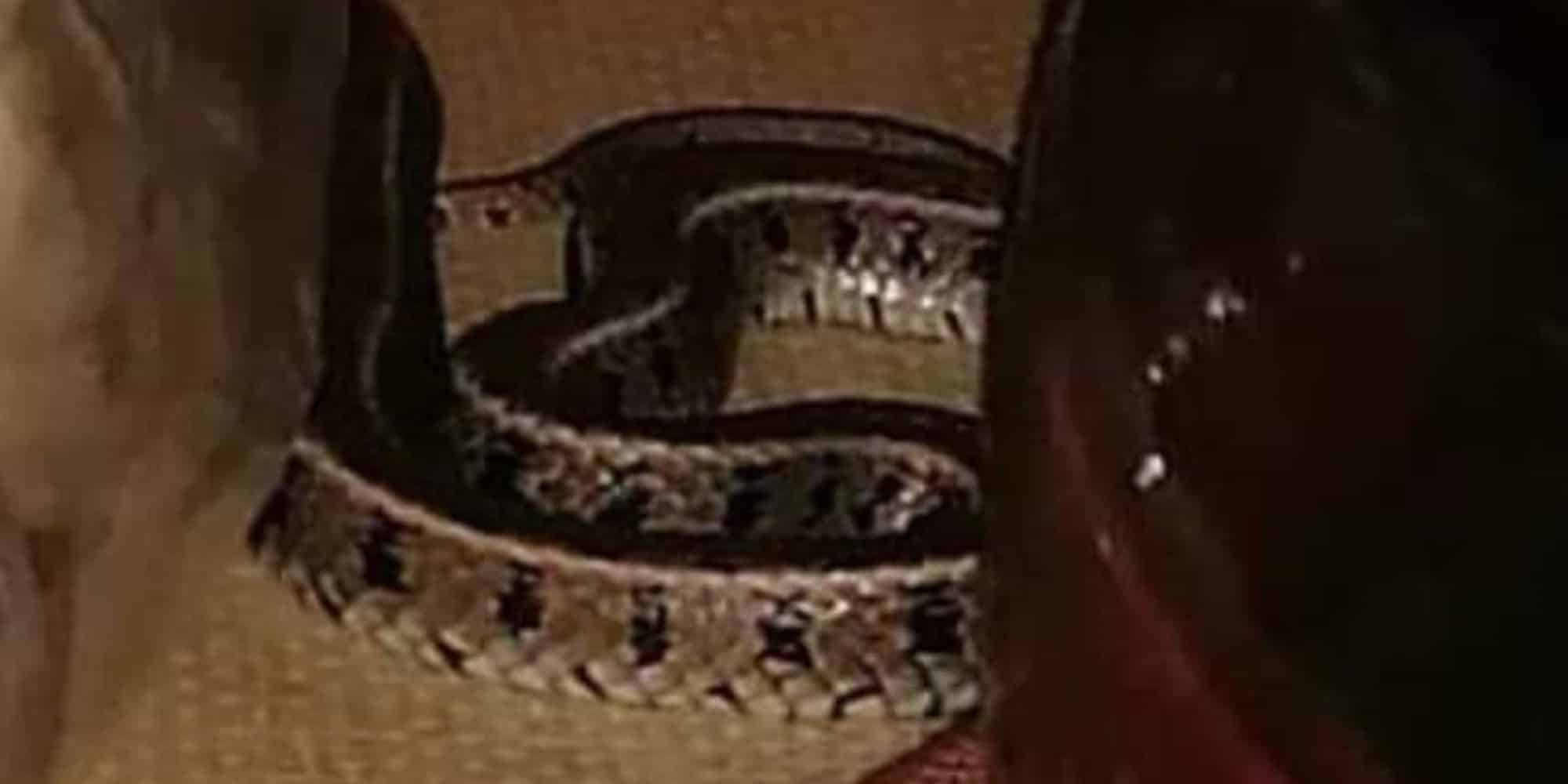 Το φίδι που βρέθηκε μέσα στο σπίτι