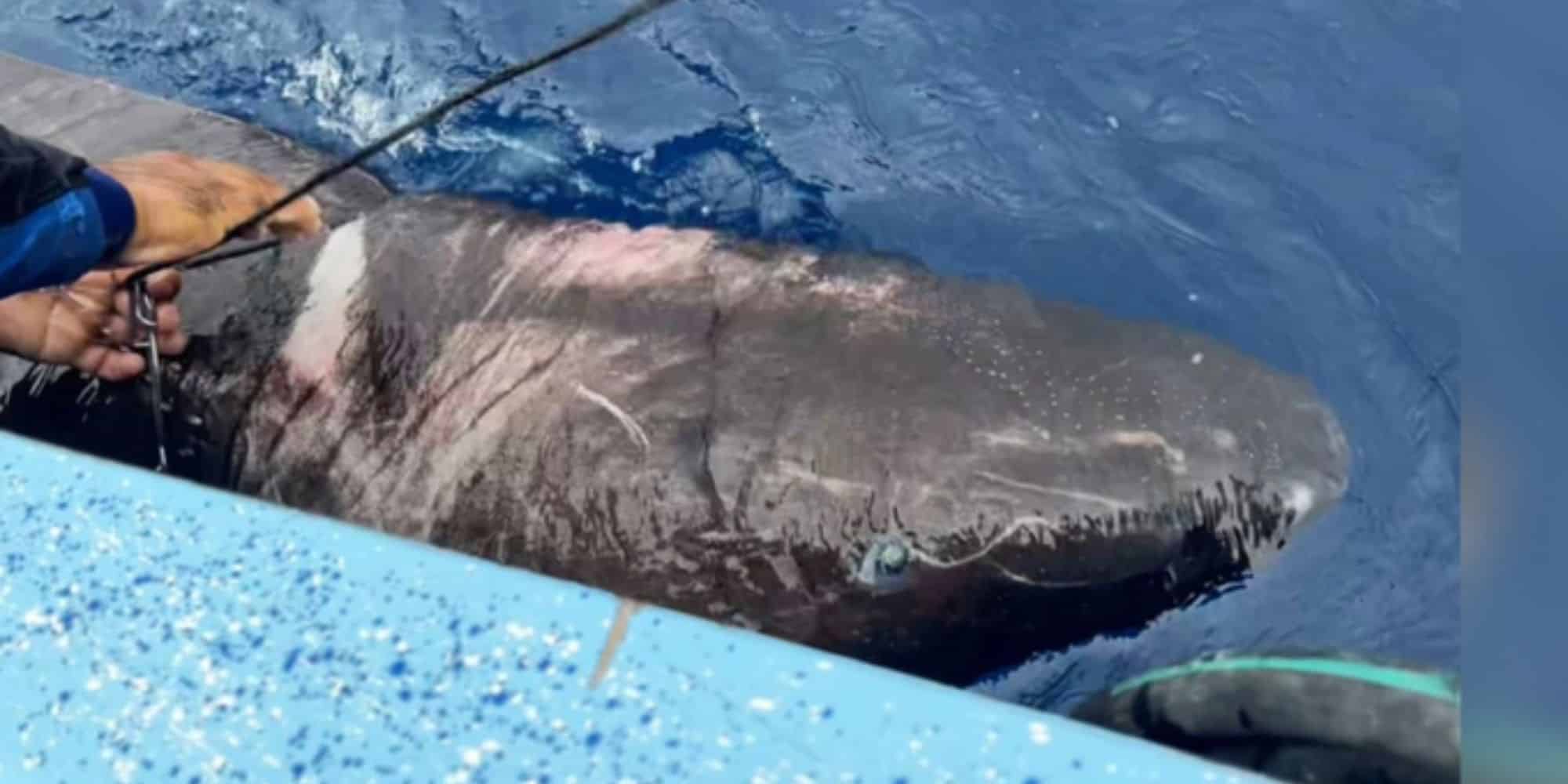 Ο καρχαρίας που βρέθηκε στην Καραϊβική