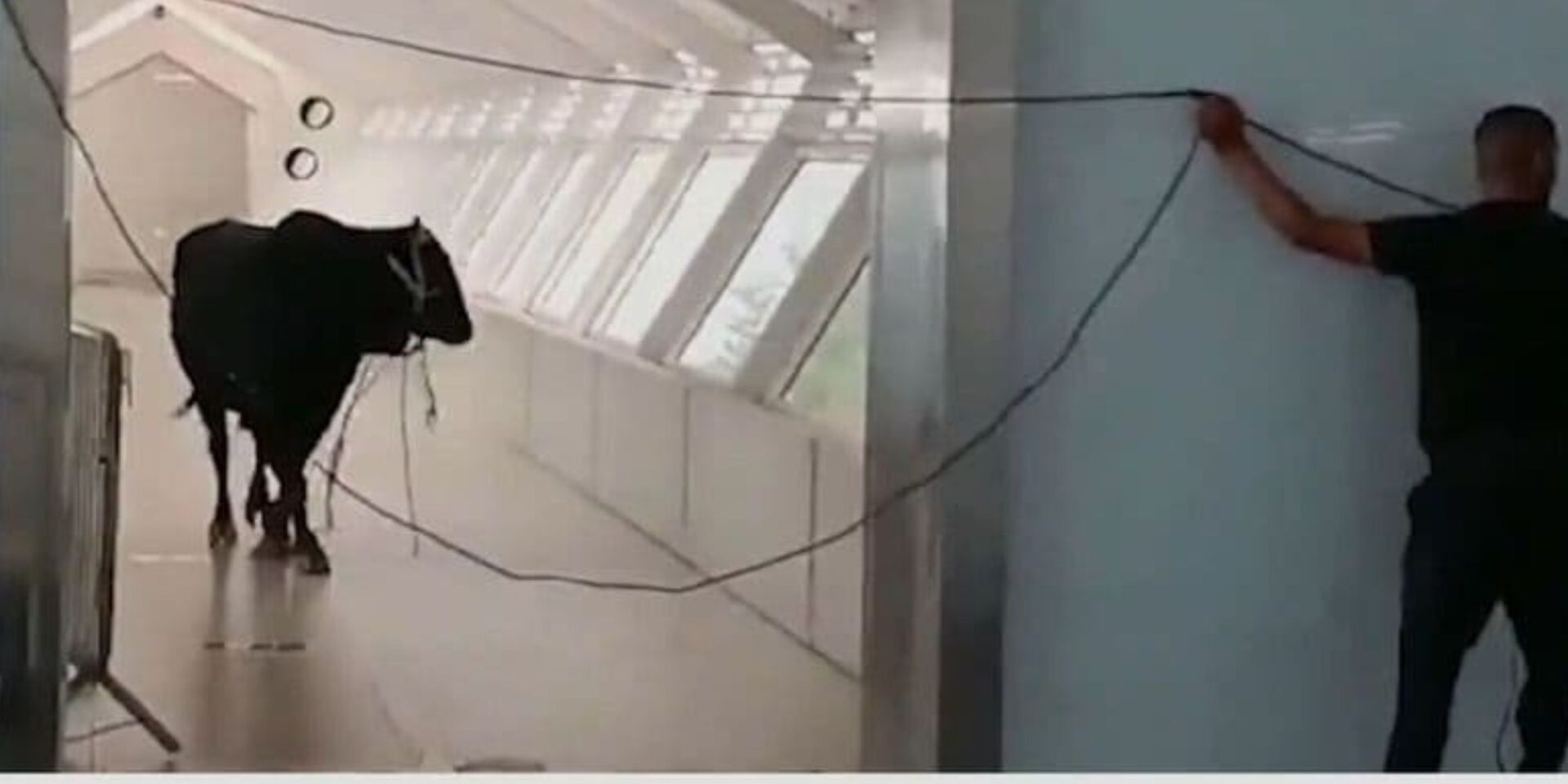Ο ταύρος που μπήκε μέσα σε τράπεζα στο Ισραήλ
