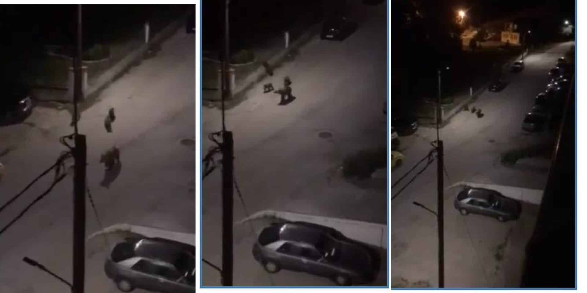 Οι αρκούδες βγήκαν βόλτα στην Καστοριά