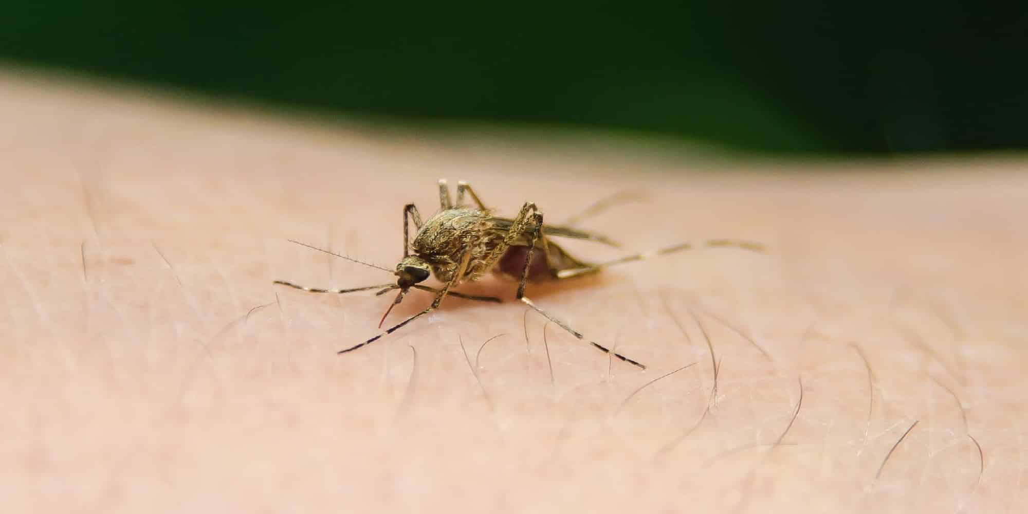 Κουνούπι στην επιδερμίδα ανθρώπου