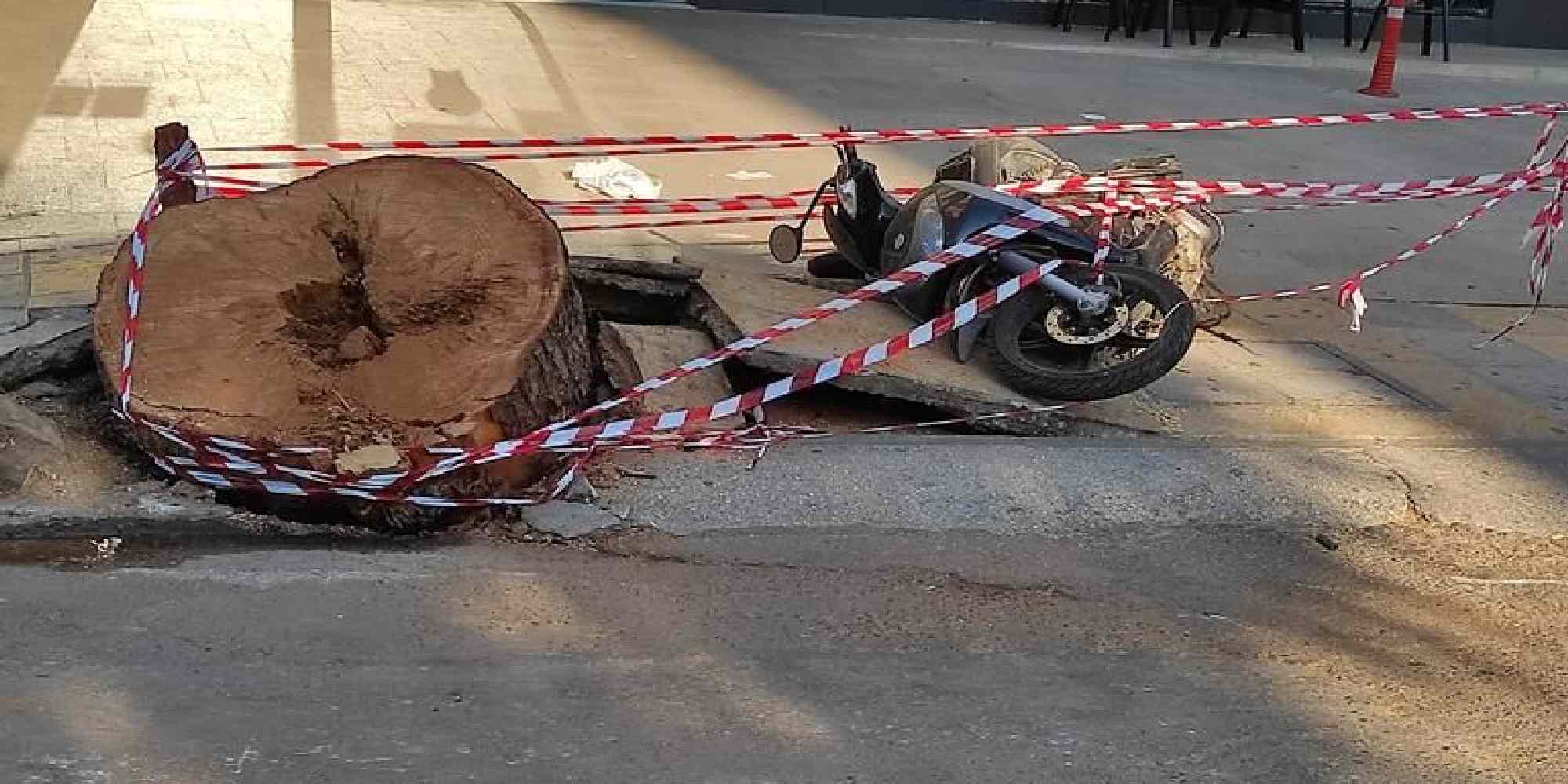 Το φονικό δέντρο στο Ηράκλειο της Κρήτης