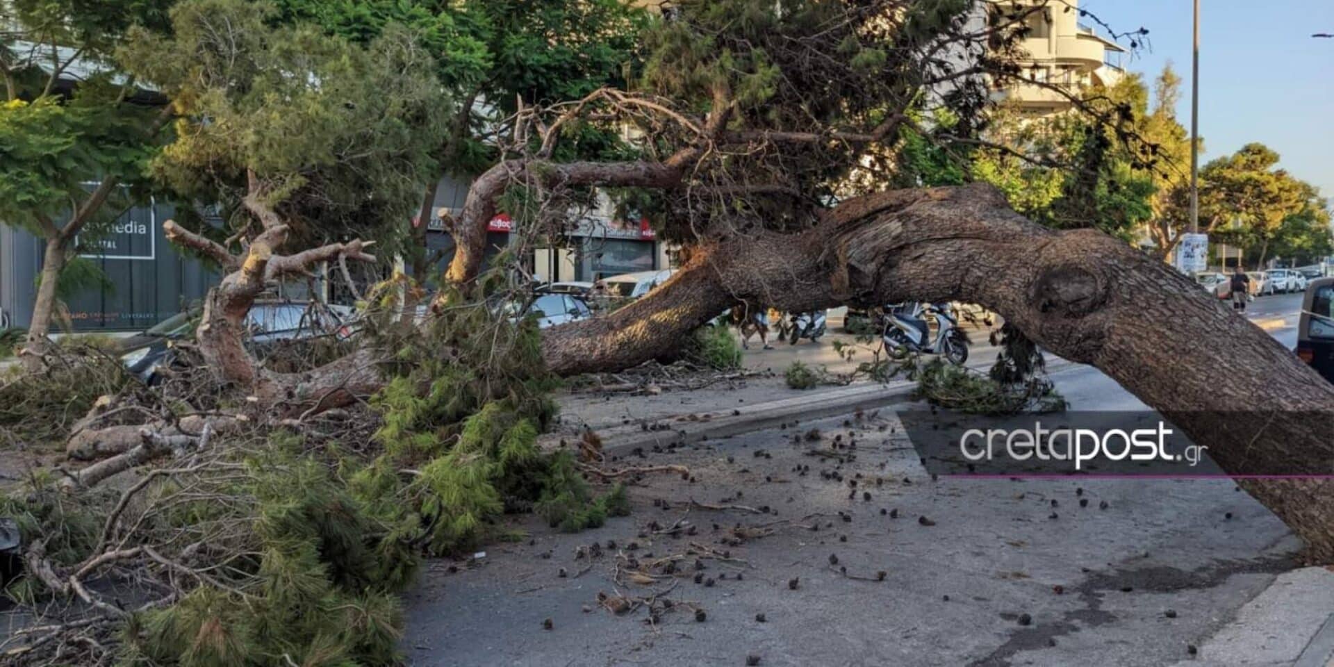 Το δέντρο που οδήγησε στον θάνατο του 50χρονου στην Κρήτη