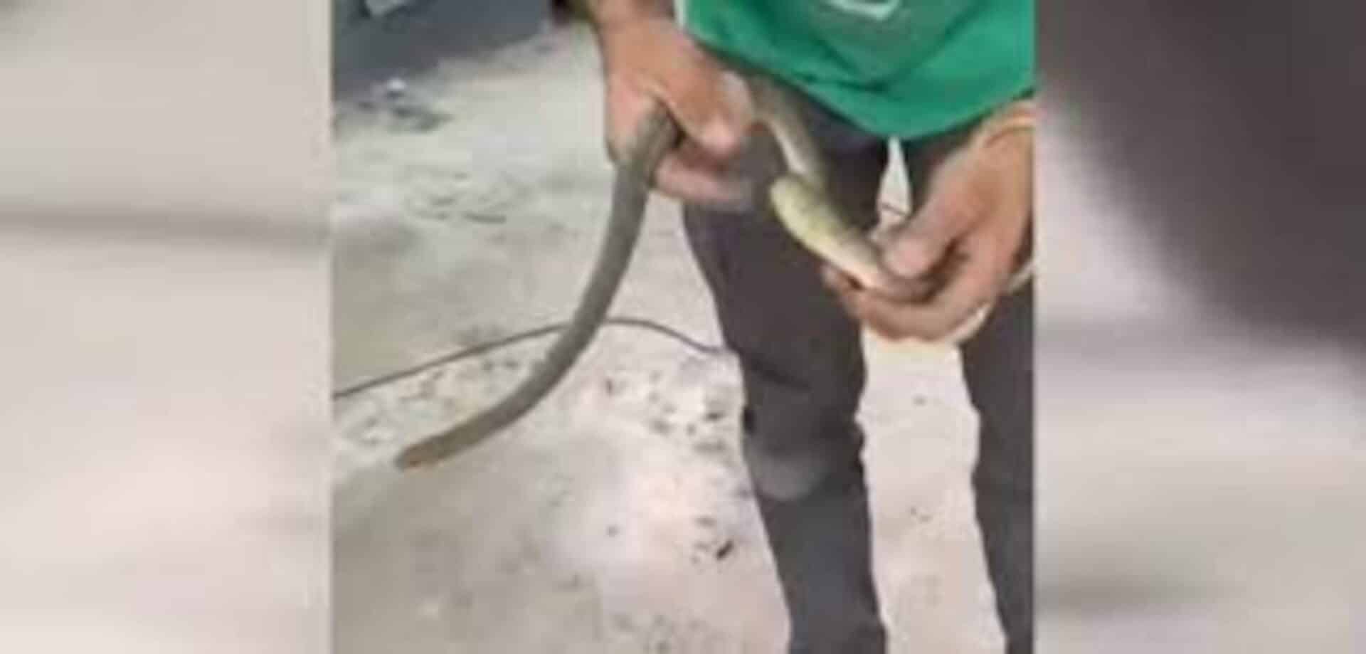 Ένα φίδι εντοπίστηκε στο ντεπόζιτο αυτοκινήτου