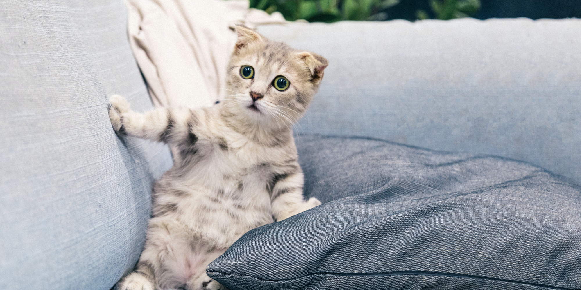 Πανικόβλητο γατάκι σε καναπέ σε ένα βίντεο με ζώα