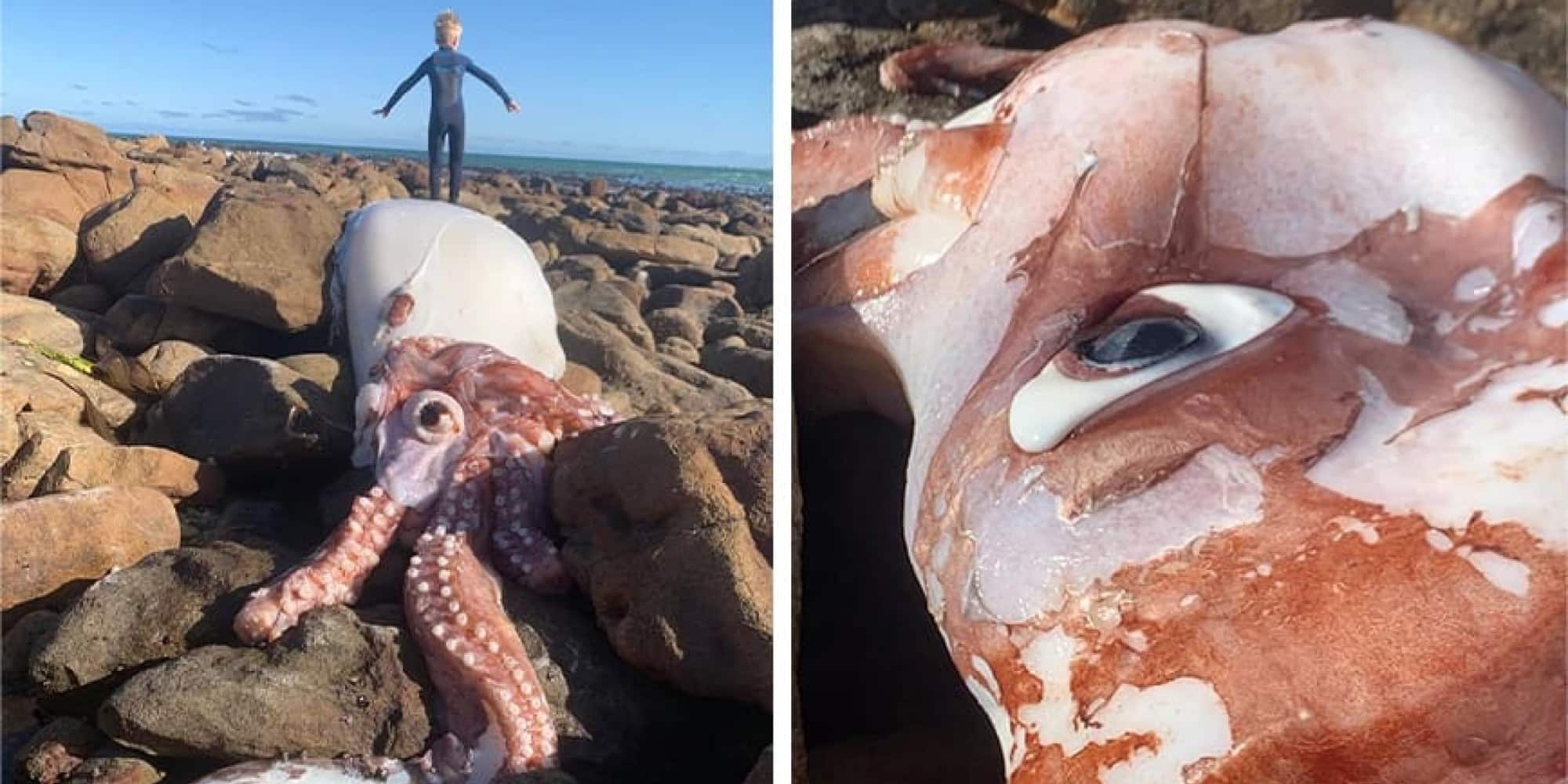 Γιγαντιαίο καλαμάρι ξεβράστηκε σε παραλία του Κέιπ Τάουν