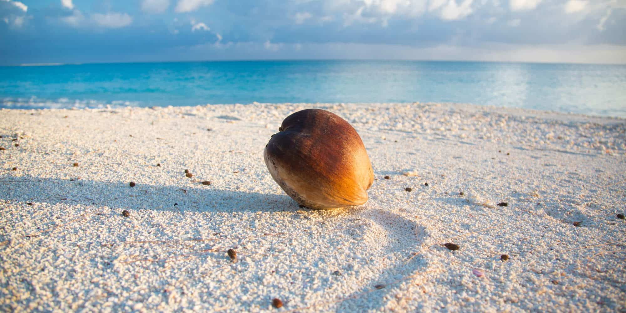 Καρύδα σε εξωτική παραλία στις νήσους Μάρσαλ
