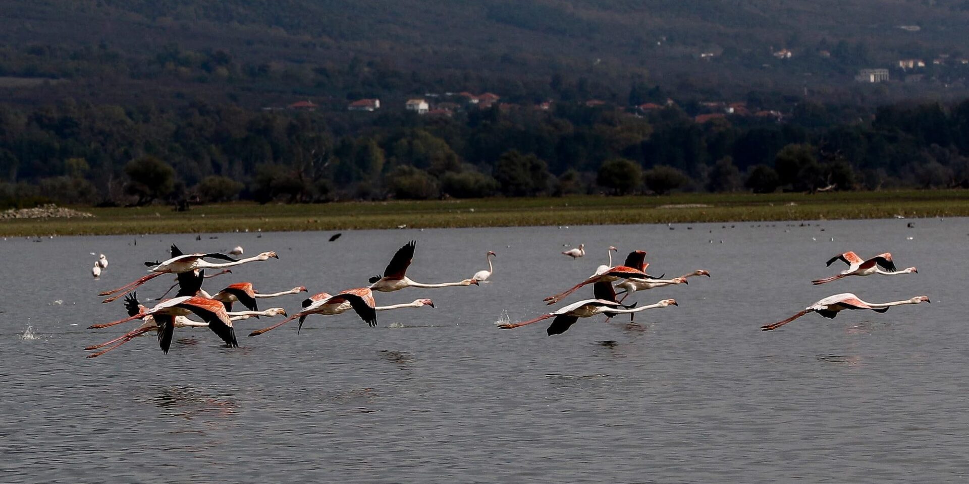 Φλαμίνγκο στη λίμνη Κερκίνη