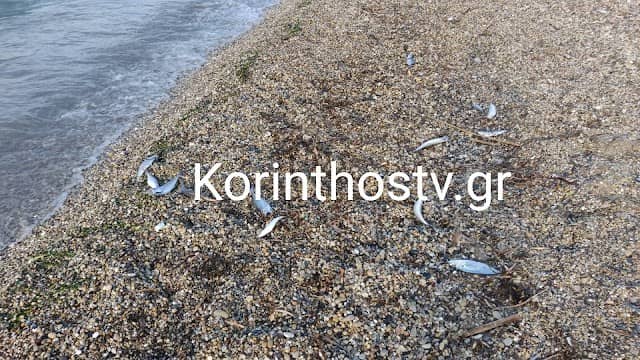 Γέμισε με νεκρά ψάρια η παραλία στον Άσσο Κορινθίας