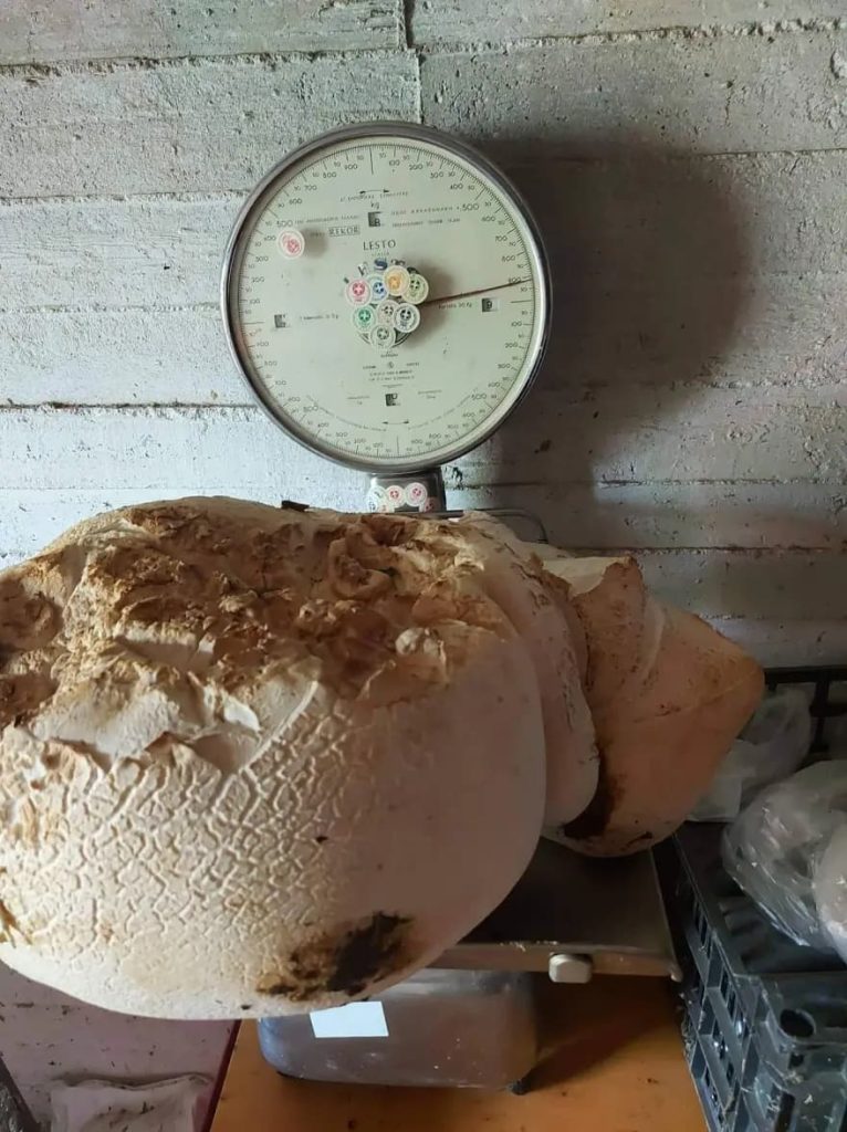 Γιγαντιαίο μανιτάρι 9 κιλών εντοπίστηκε στον Τετράλοφο Κοζάνης