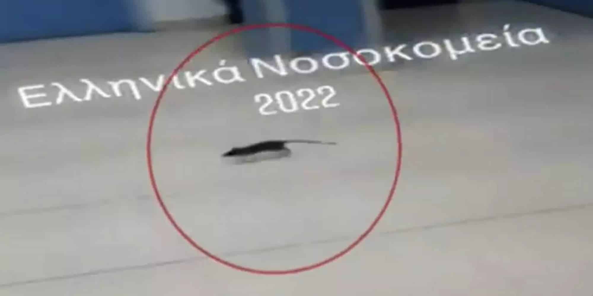 Το ποντίκι που εμφανίστηκε στο νοσοκομείο