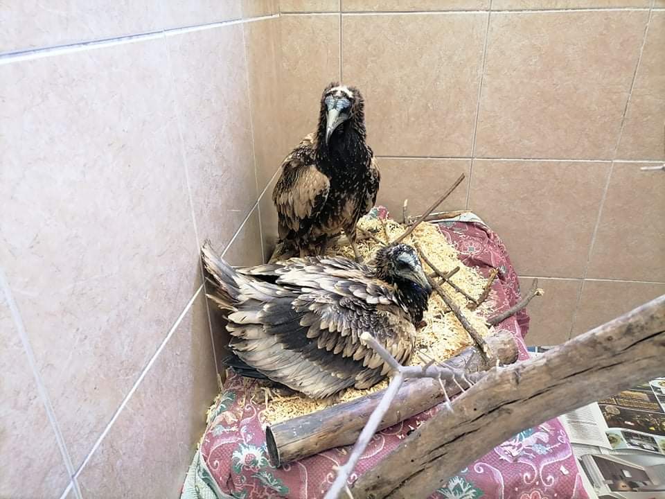 Σώθηκαν από τη φωτιά στη Δαδιά και μεταφέρθηκαν στις εγκαταστάσεις της «Δράσης για την Άγρια Ζωή» 2 μωρά Ασπροπάρη