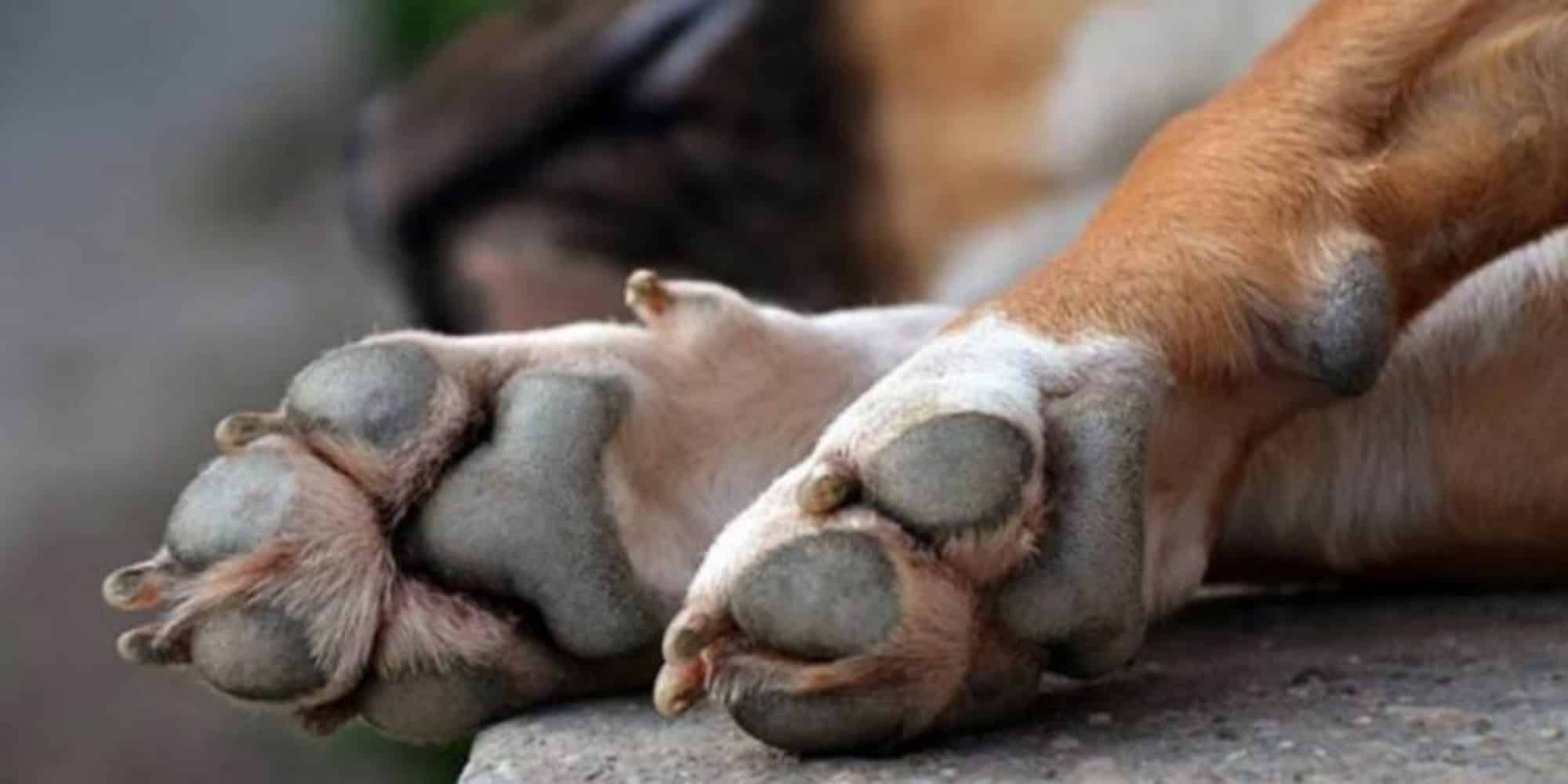 Πόδια σκύλου