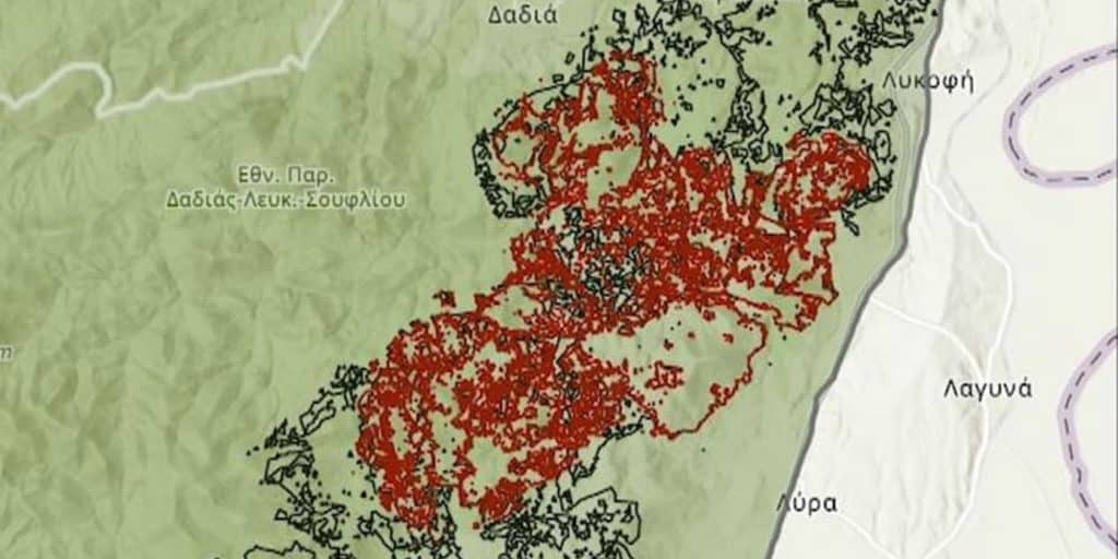 Εθνικό Πάρκο Δαδιάς: Ξεκινά η διαδικασία αποκατάστασης στο δάσος από την καταστροφική πυρκαγιά