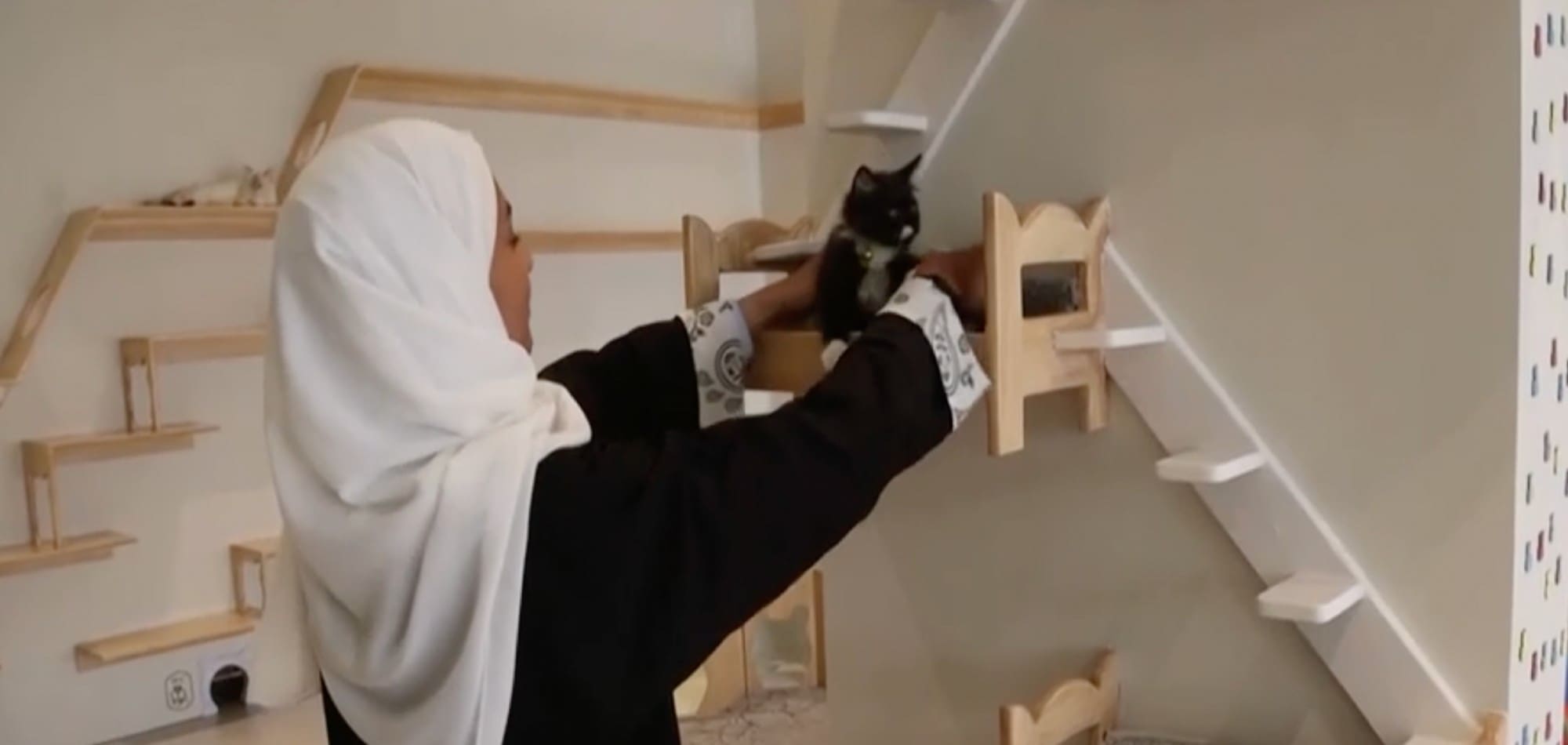 Το πρώτο πεντάστερο ξενοδοχείο για γάτες άνοιξε τις πύλες του στη Σαουδική Αραβία