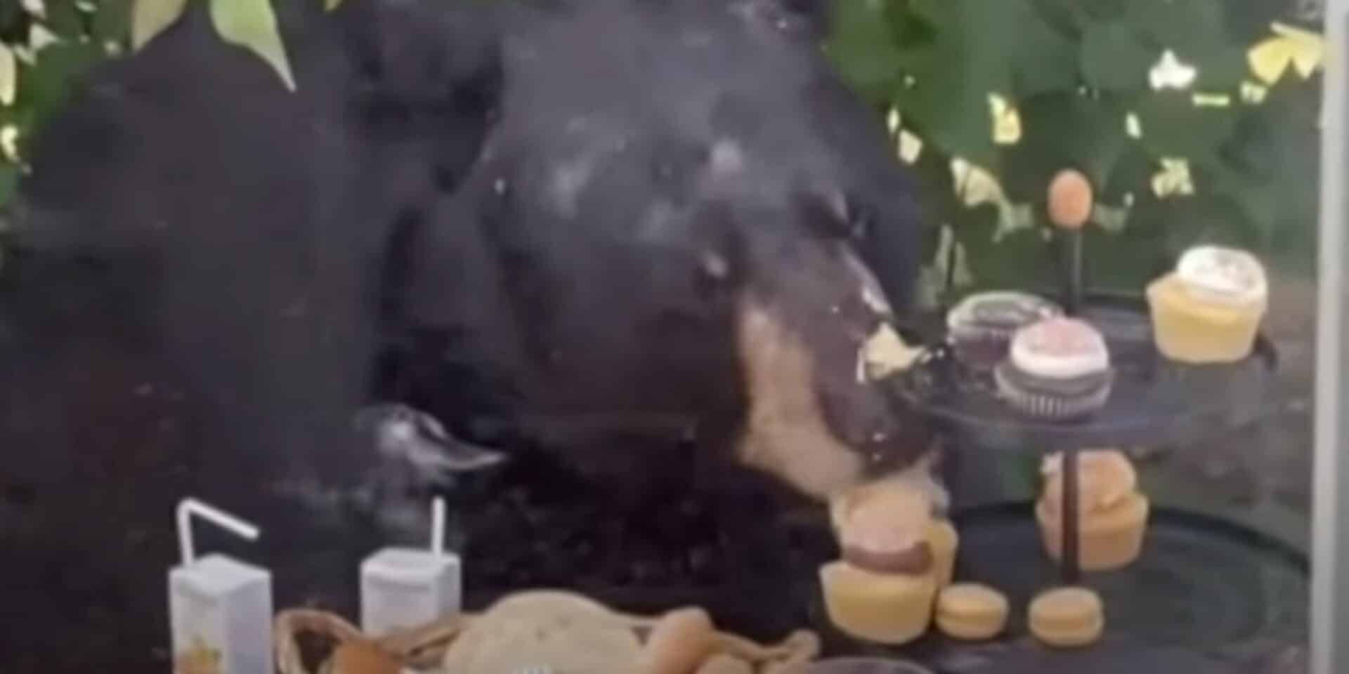 Η αρκούδα που τρώει τα γλυκά