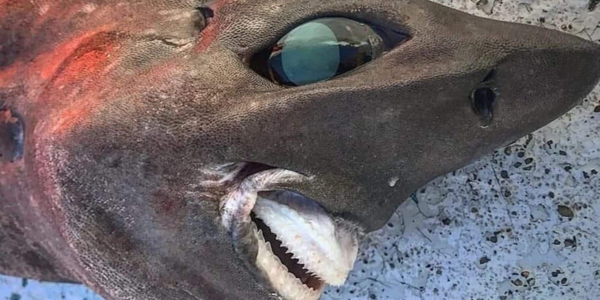 O σπάνιος καρχαρίας που βρέθηκε στην Αυστραλία