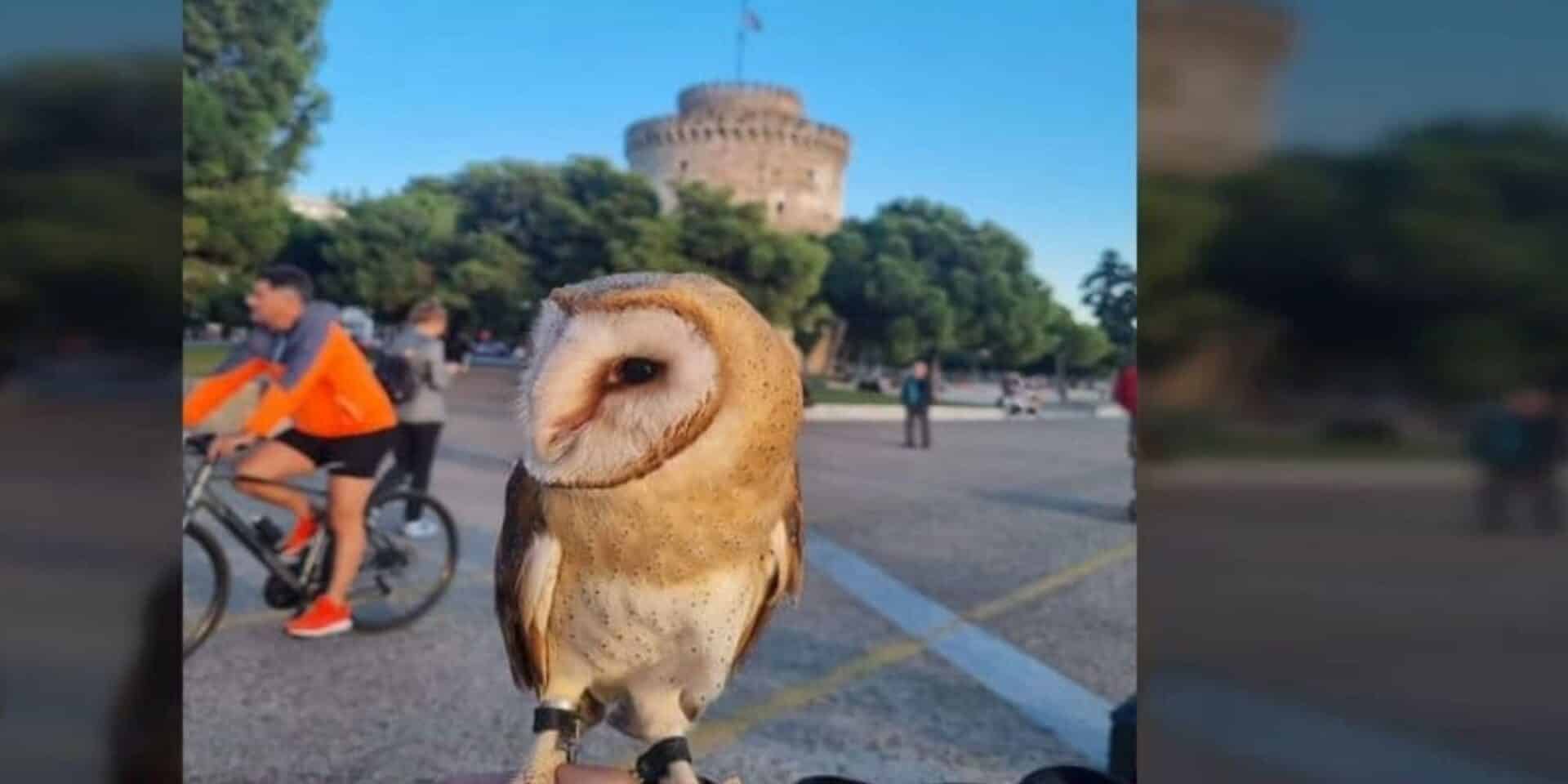 Η κουκουβάγια στο Λευκό Πύργο