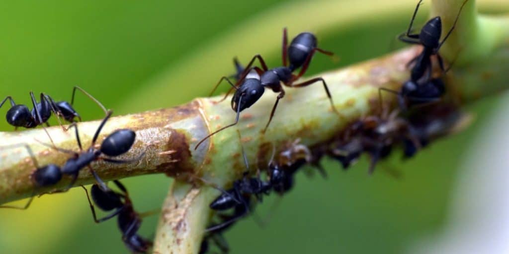 Πόσα μυρμήγκια υπάρχουν στη Γη; - Η βιομάζα τους είναι μεγαλύτερη από όλα τα πουλιά και τα θηλαστικά ζώα