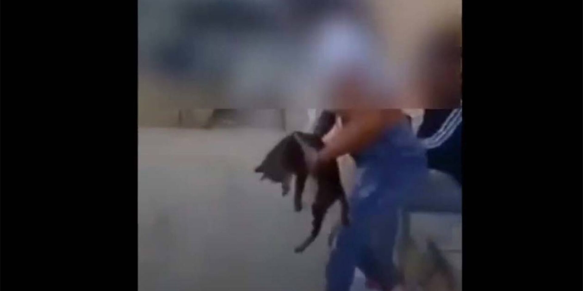 Εικόνα λίγο πριν την κακοποίηση της γάτας