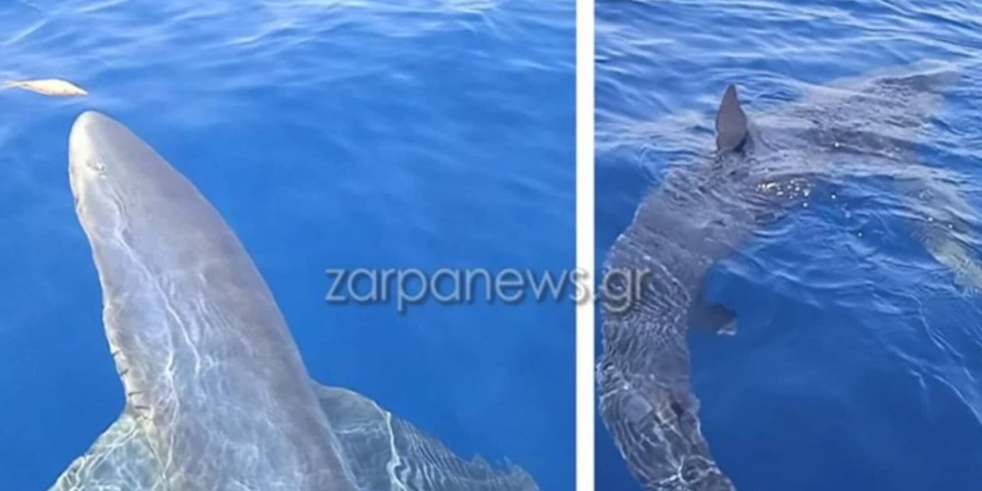 Στα Κύθηρα εμφανίστηκε γαλάζιος καρχαρίας