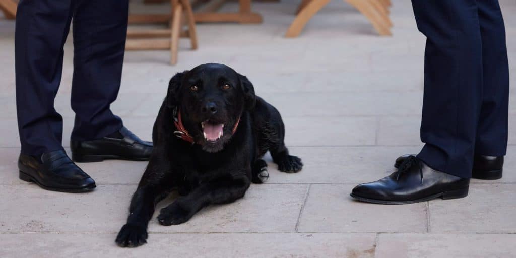 Skylos Makron 13 9 22 - To «θερμό» καλωσόρισμα των Μακρόν σε Μητσοτάκη και Μαρέβα - Τα χάδια του πρωθυπουργού στον σκύλο του Γάλλου προέδρου (εικόνες)