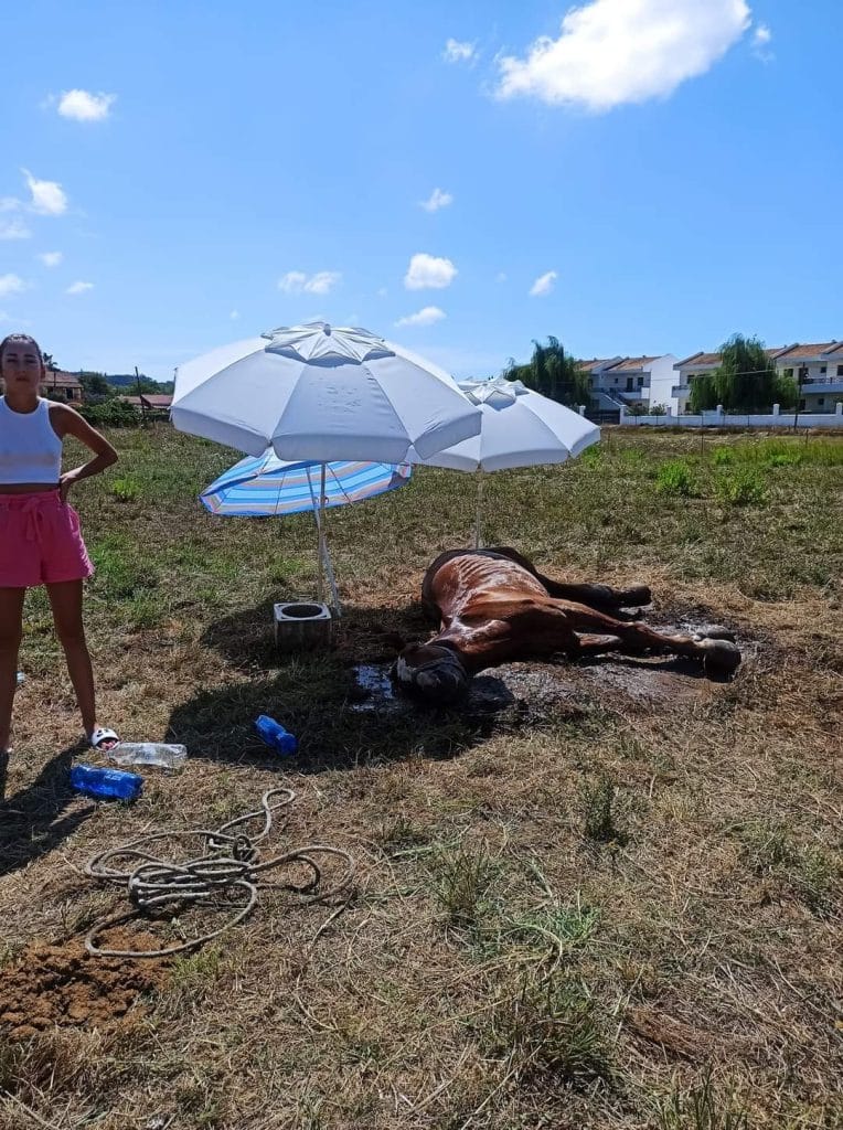 Το άλογο ήταν δεμένο στον ήλιο χωρίς νερό στην Κέρκυρα μέχρι που πέθανε