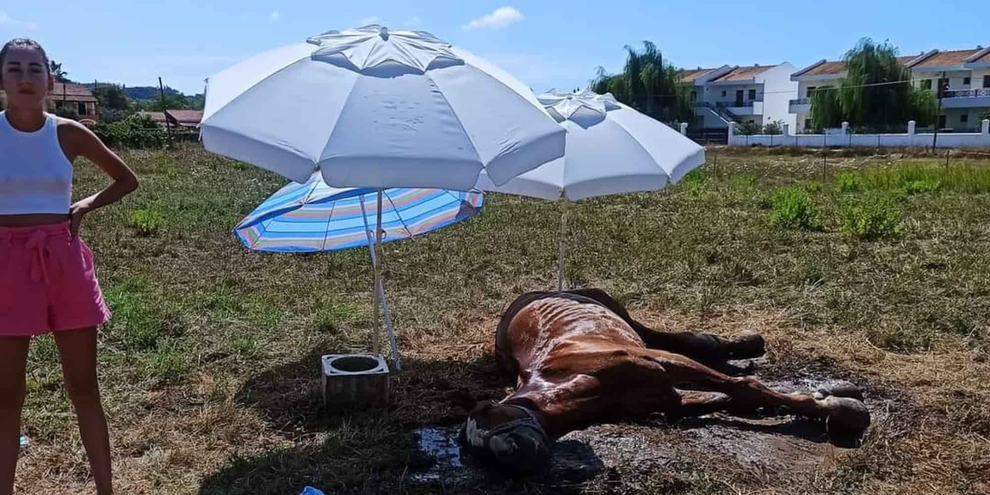Το άλογο ήταν δεμένο στον ήλιο χωρίς νερό στην Κέρκυρα μέχρι που πέθανε