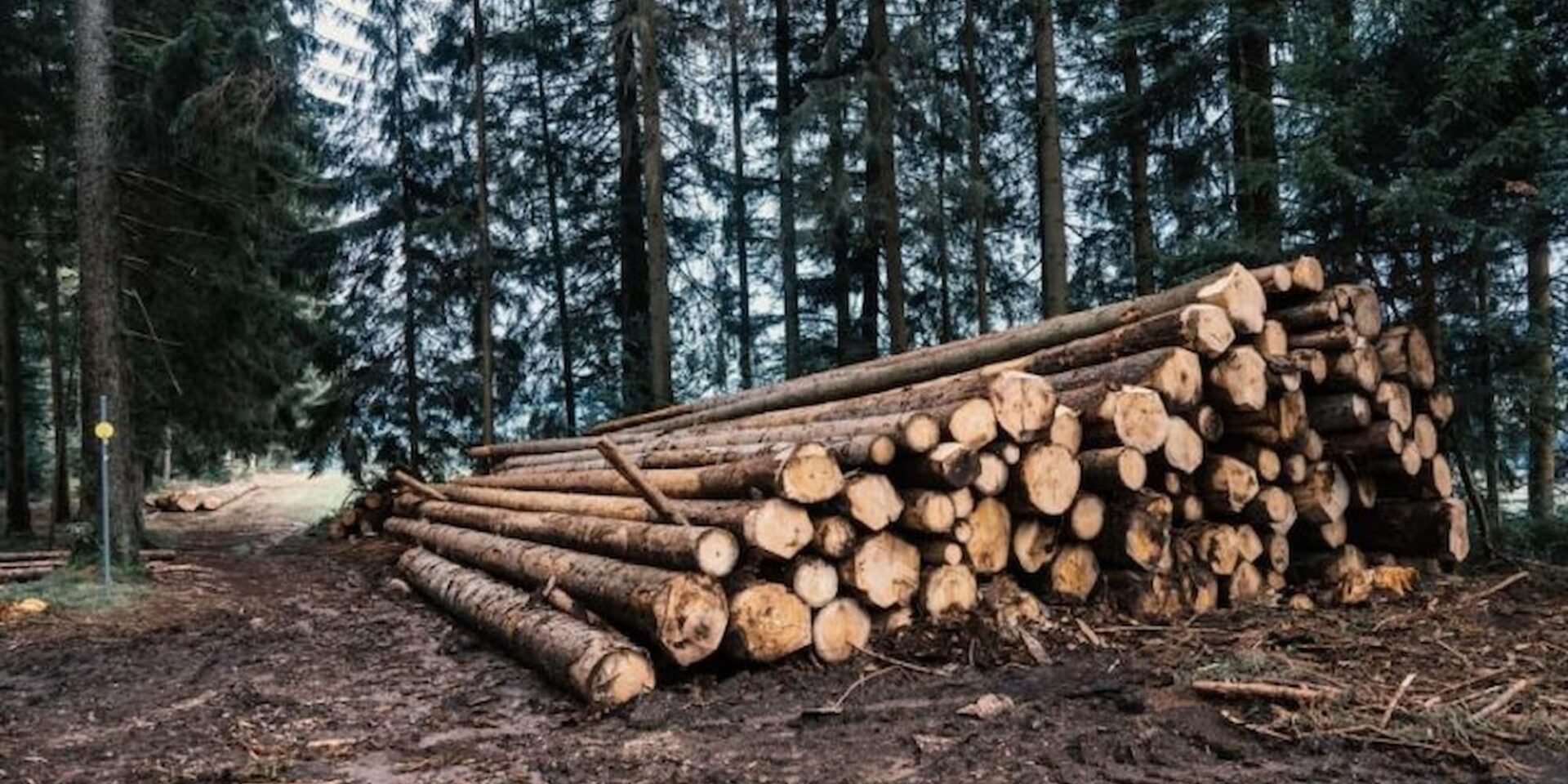 Δωρεάν καυσόξυλα στους κατοίκους ορεινών περιοχών