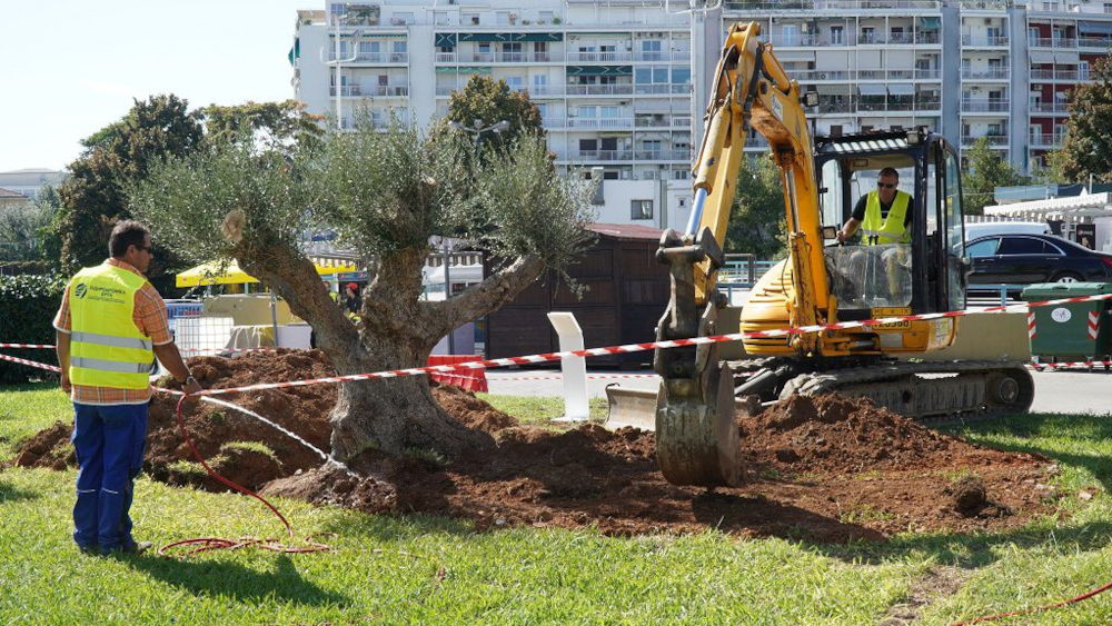 Η ελιά στη ΔΕΘ