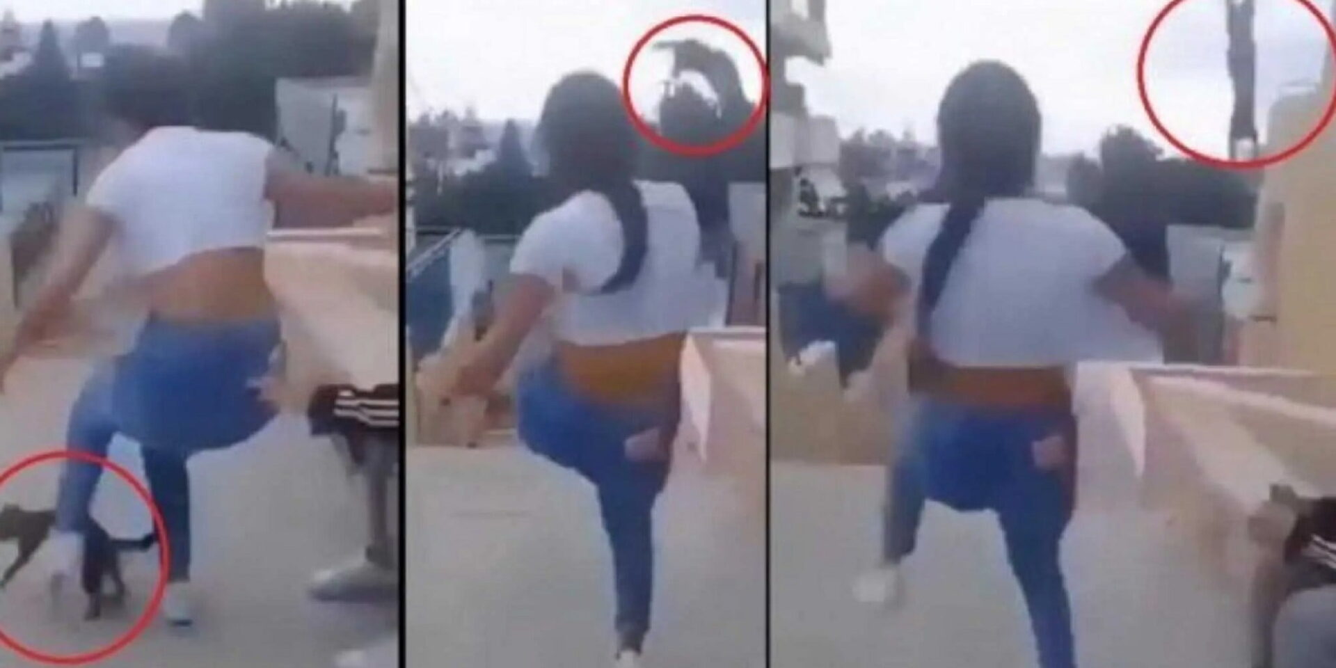 Μαθήτρια κλώτσησε γάτα στο Ρέθυμνο