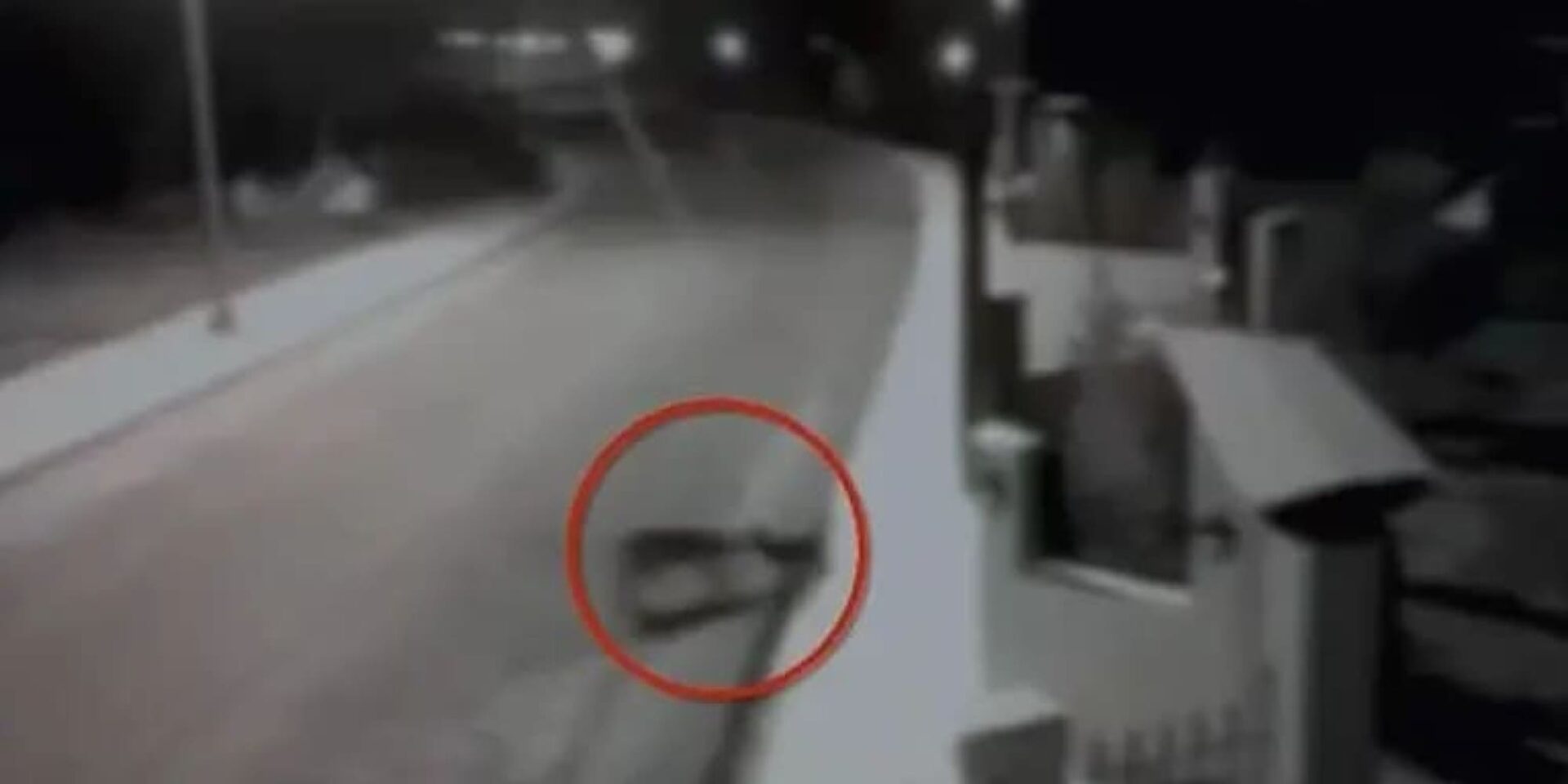 Πεινασμένοι λύκοι σκοτώνουν αδέσποτους σκύλους στο Μικρό Μοναστήρι Θεσσαλονίκης