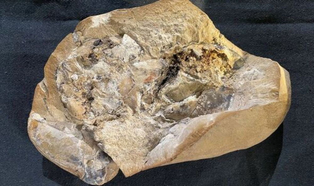 Βρέθηκε σε αρχαίο ψάρι το απολίθωμα της αρχαιότερης καρδιάς ηλικίας 380 εκατομμυρίων ετών