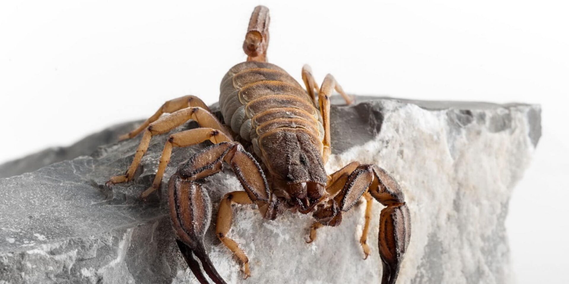 Το είδος Iurus dekanum - σκορπιοί