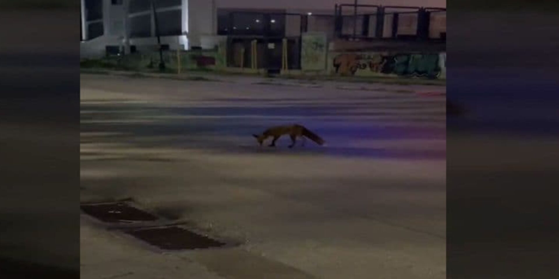 Η Αλεπού στους δρόμους της Γλυφάδας