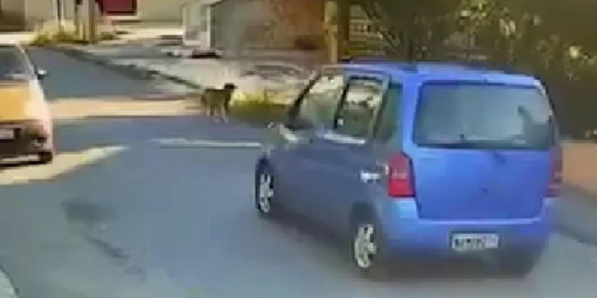 H οδηγός λίγο πριν χτυπήσει τον σκύλο