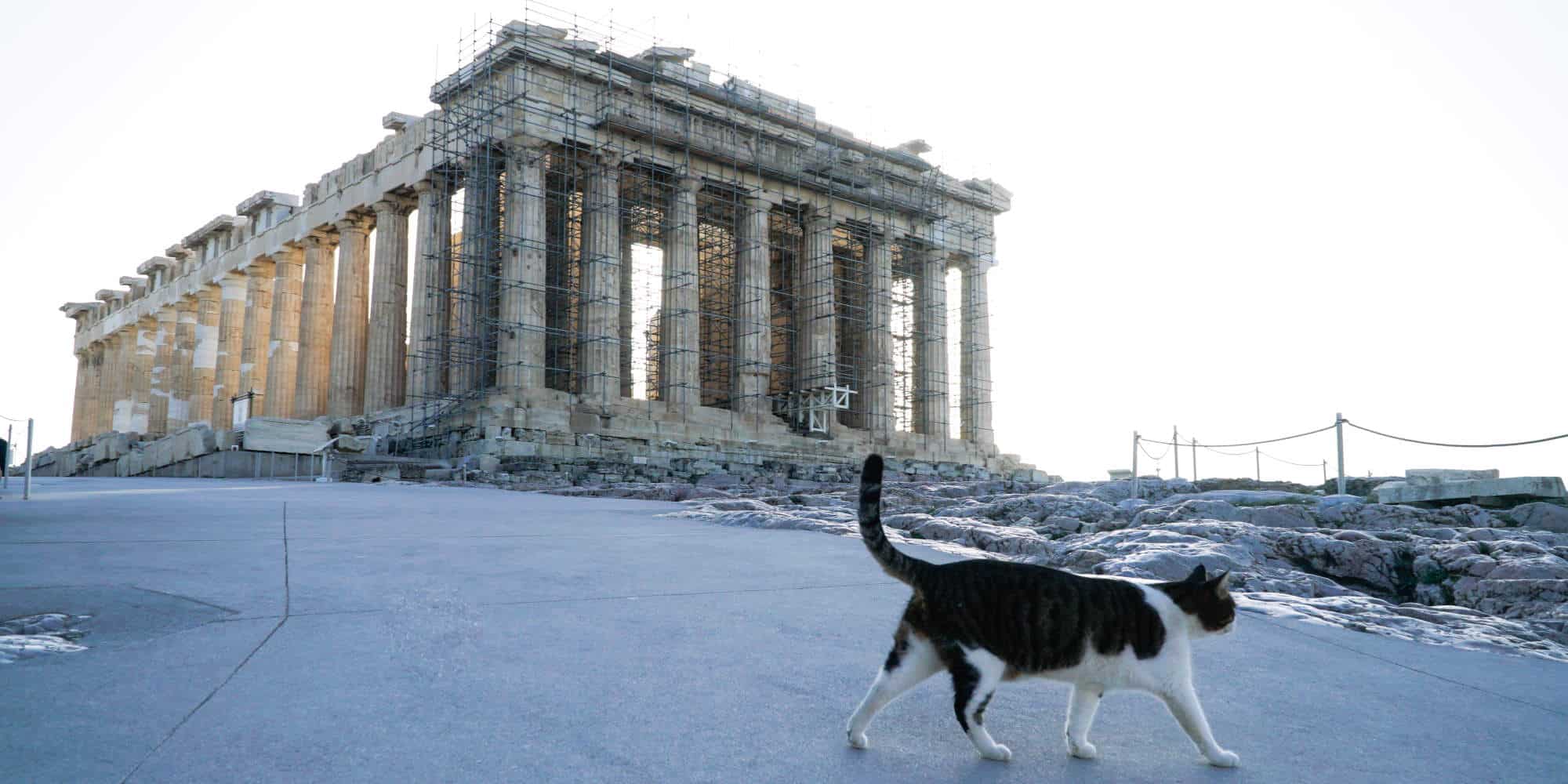 Μια γάτα βολτάρει μπροστά από τον Παρθενώνα στην Ακρόπολη
