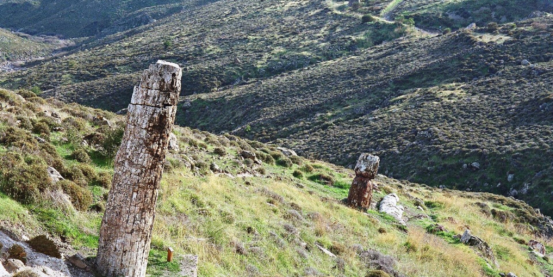 Το απολιθωμένο δάσος στη Λέσβο