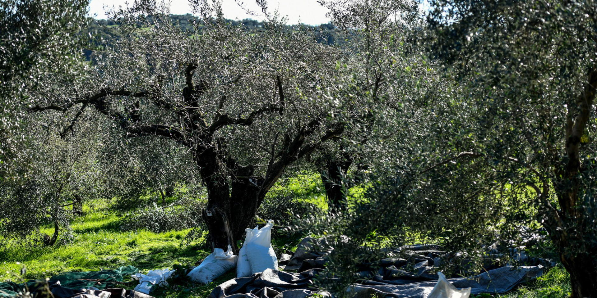 Χωράφι με ελιές κατά την συγκομιδή