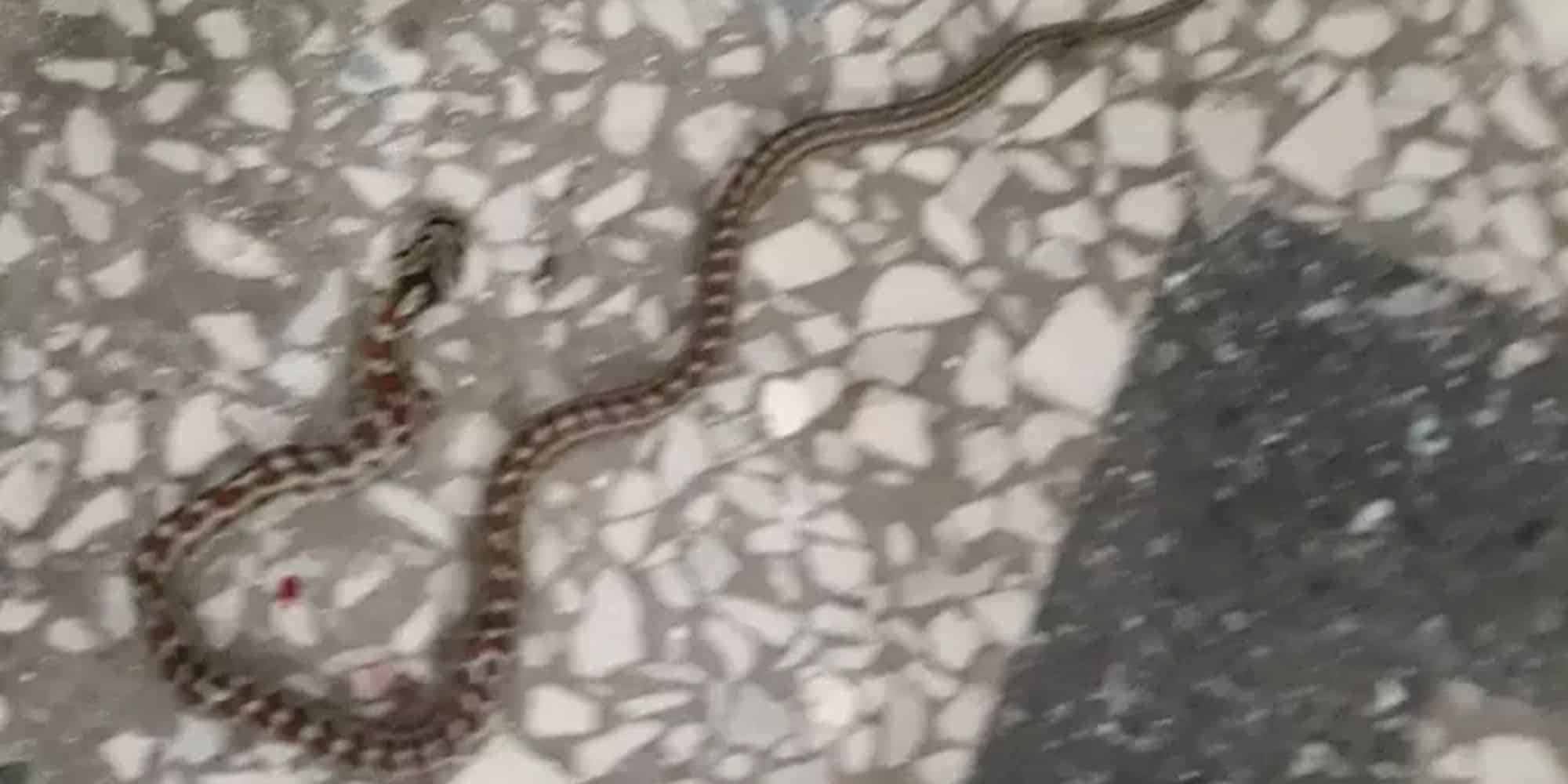 Αναστάτωση σε νηπιαγωγείο στο Λαγκαδά - Εντοπίστηκαν φίδια (εικόνα)