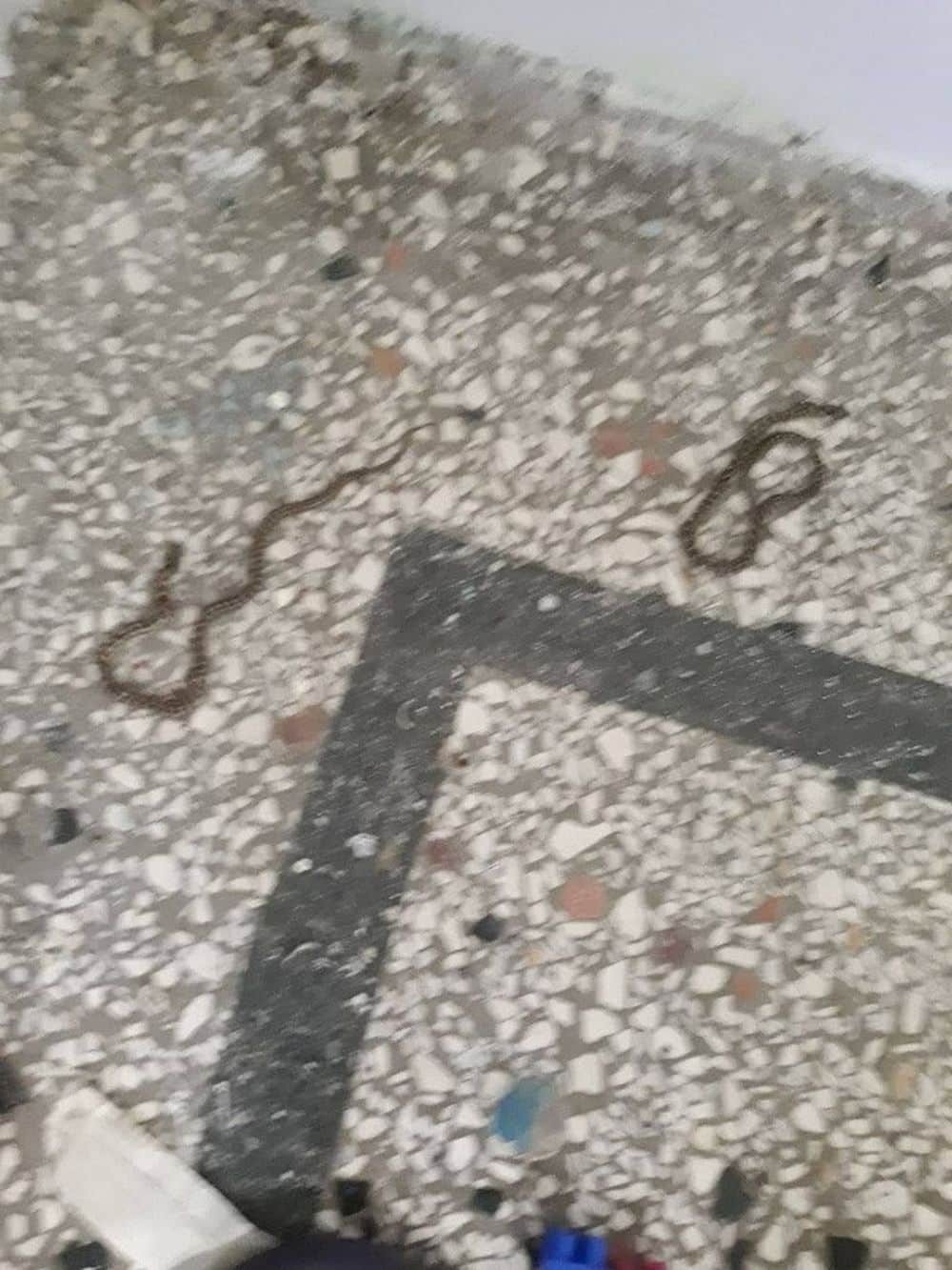 Φίδια σε νηπιαγωγείο στον Λαγκαδά