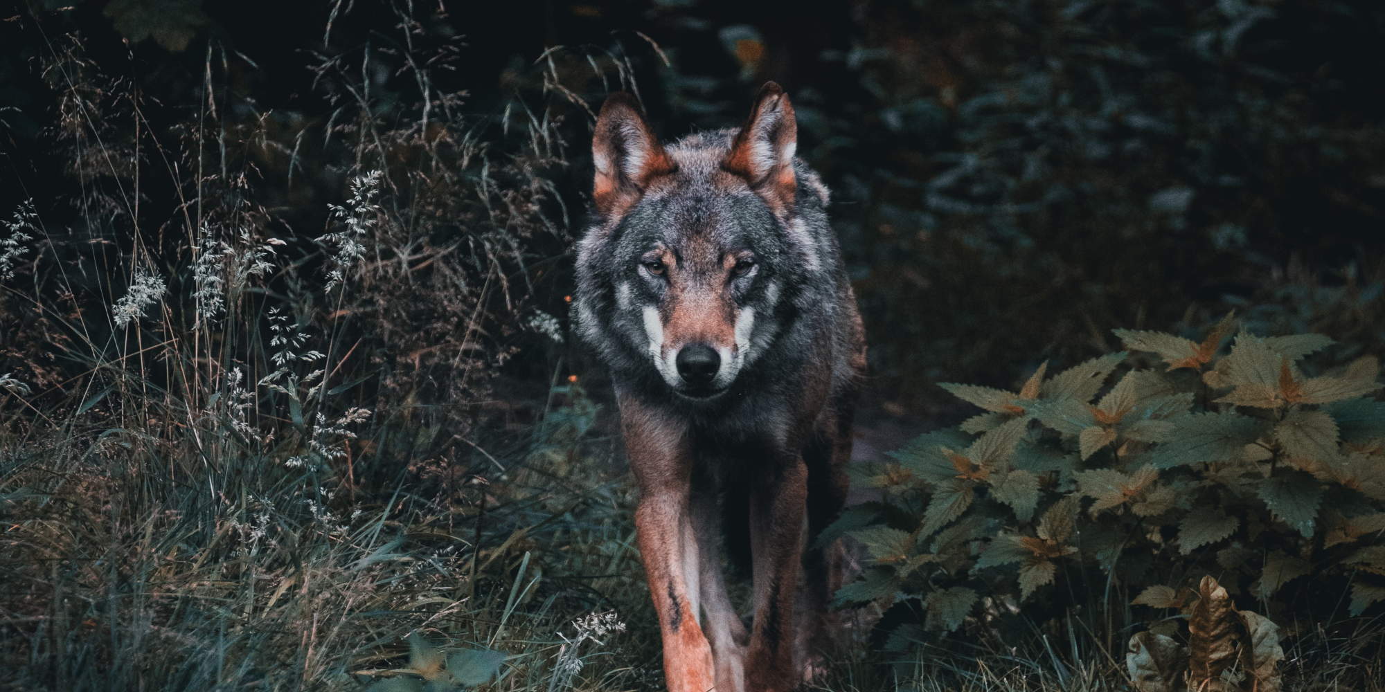 Λύκος στο δάσος / Φωτογραφία: Unsplash