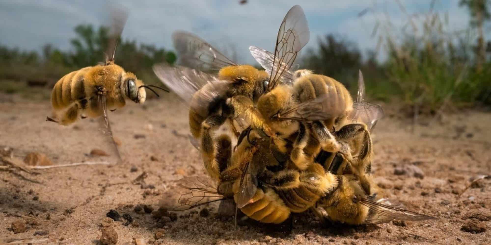 Η φωτογραφία με τις μέλισσες που κέρδισε το πρώτο βραβείο Wildlife Photographer για το 2022 / Φωτογραφία: Εθνικό Μουσείο Φυσική ιστορίας Βρετανίας / @nhm_wpy