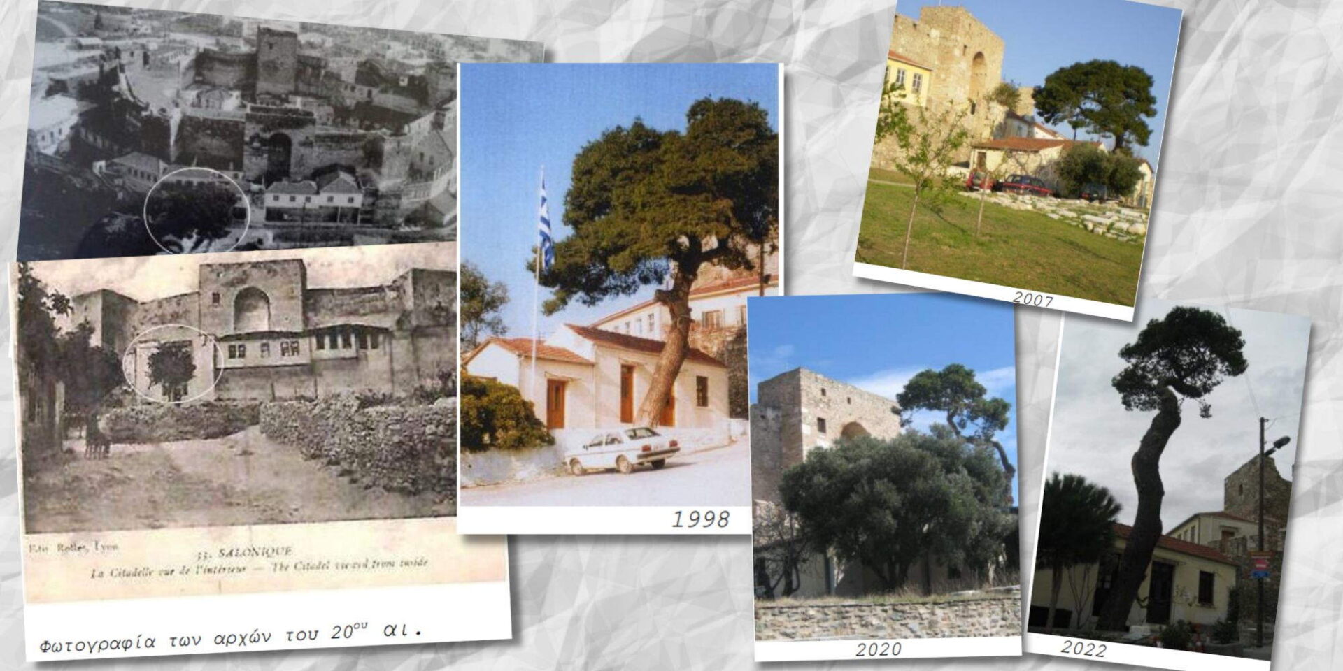 Το πεύκο σε εικόνες από την αιωνόβια ζωή του στο σημείο