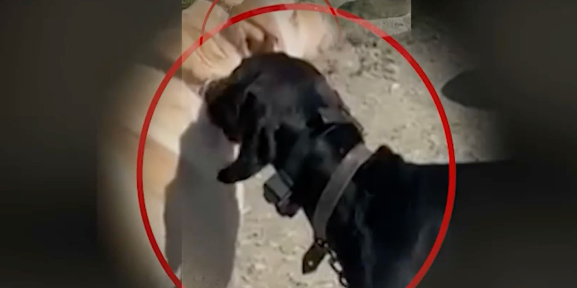 67χρονος στην Κρήτη βασάνιζε σκύλο με ηλεκτροσόκ